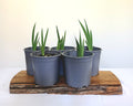 Dutch Iris — Iris × hollandica / Starter 2L - The Plant Warehouse NZ