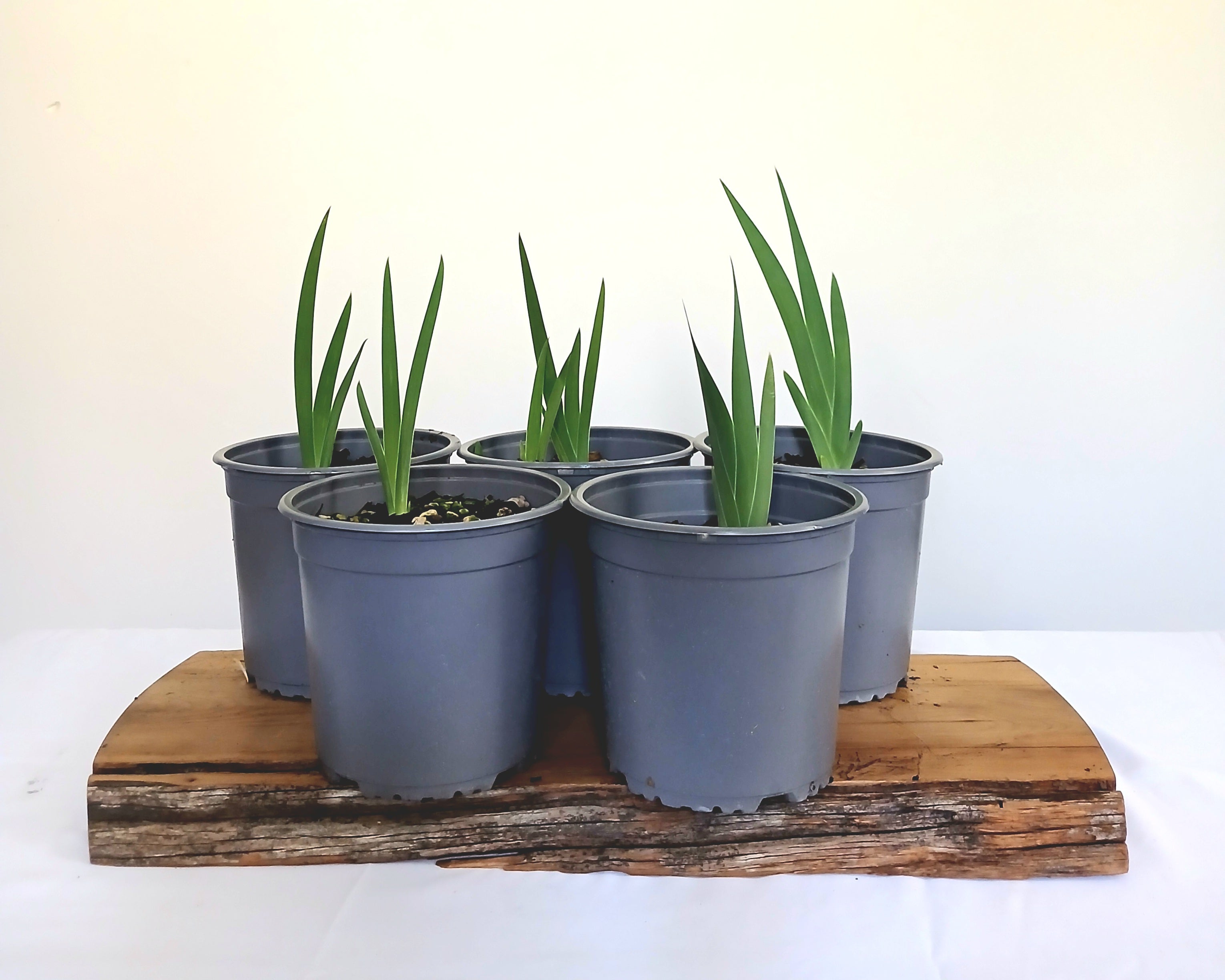 Dutch Iris — Iris × hollandica / Starter 2L - The Plant Warehouse NZ
