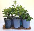 Dahlia 'Ferncliff Ebony' — Deep Magenta — Established Rootstock 2L - The Plant Warehouse NZ
