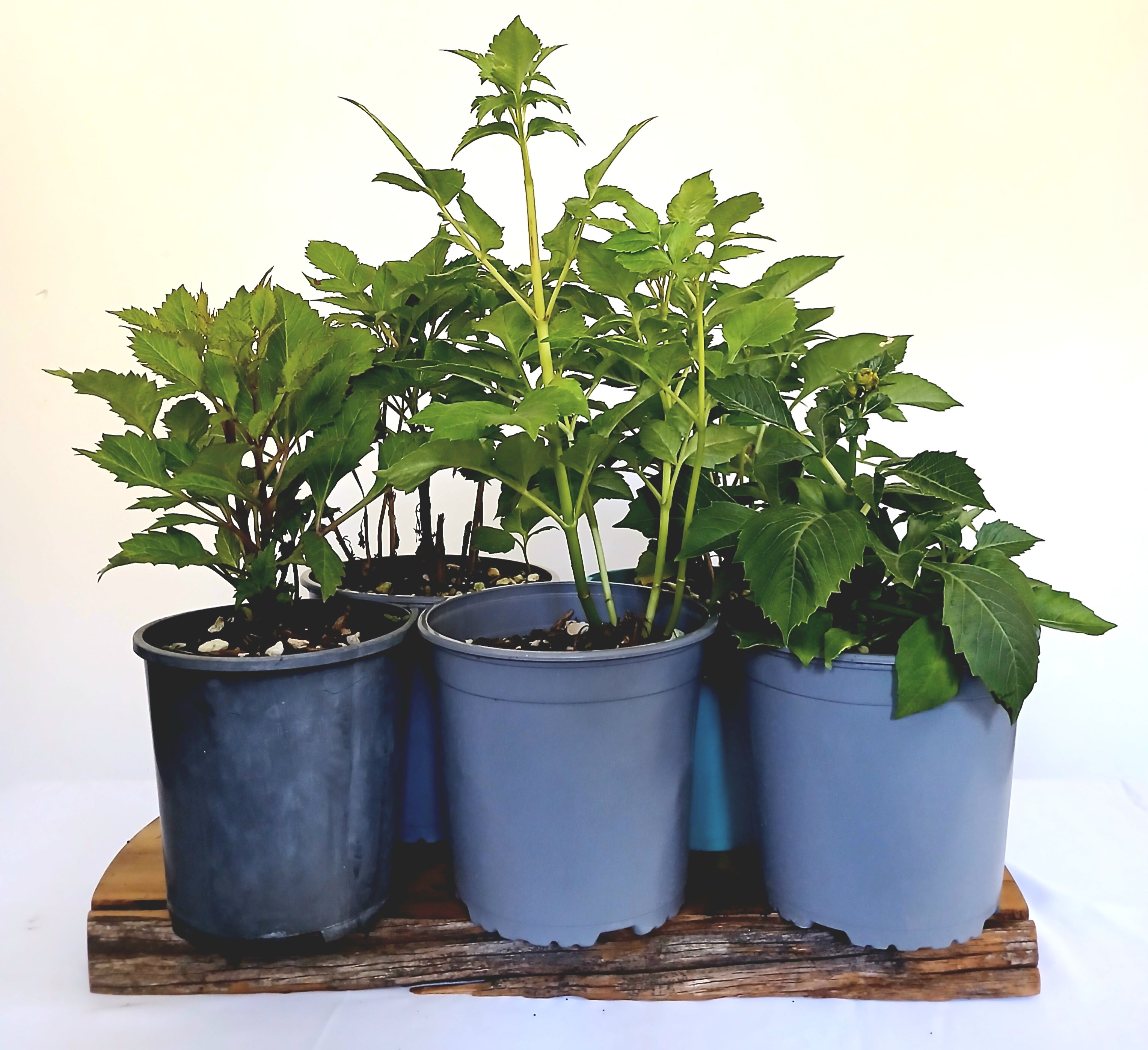 Dahlia 'Ferncliff Ebony' — Deep Magenta — Established Rootstock 2L - The Plant Warehouse NZ