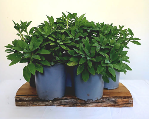 Alstroemeria (Peruvian Lily) — Apricot Orange — Established Rootstock 2L - The Plant Warehouse NZ
