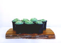Echeveria 'Elegance' (Mexican Snowball) — Blue Green — 0.5L - The Plant Warehouse NZ
