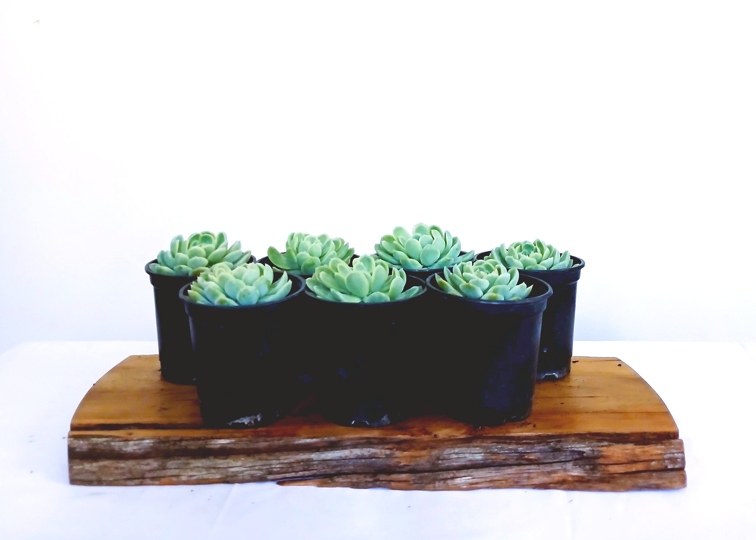 Echeveria 'Elegance' (Mexican Snowball) — Blue Green — 0.5L - The Plant Warehouse NZ