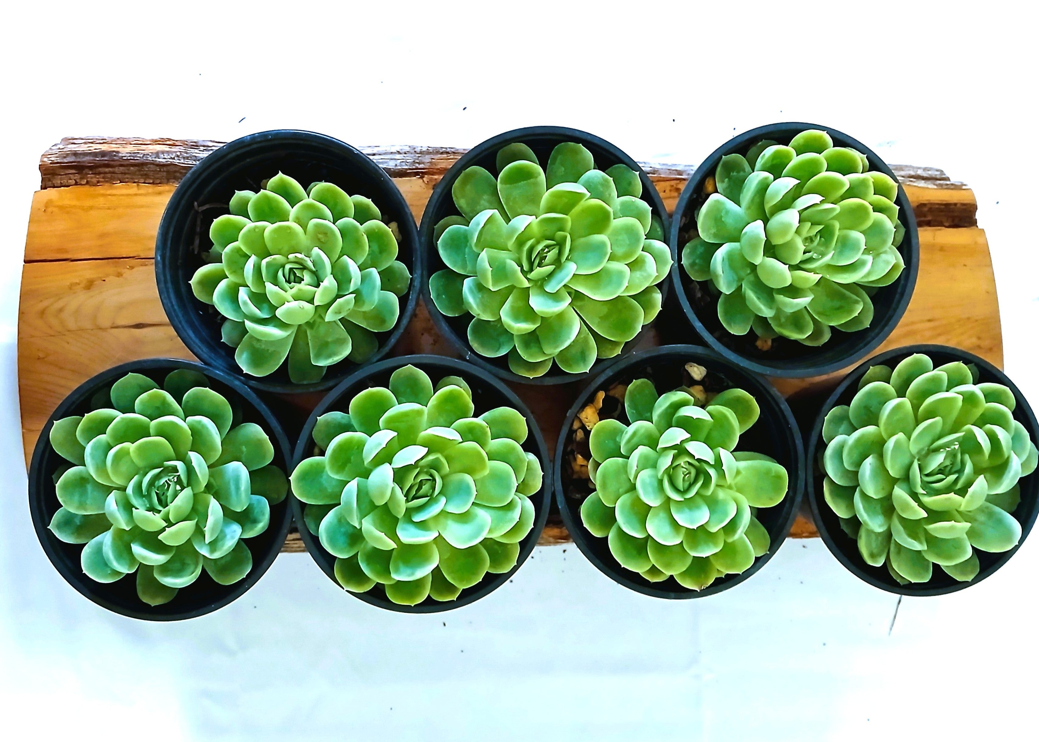 Echeveria 'Elegance' (Mexican Snowball) — Blue Green — 0.5L - The Plant Warehouse NZ