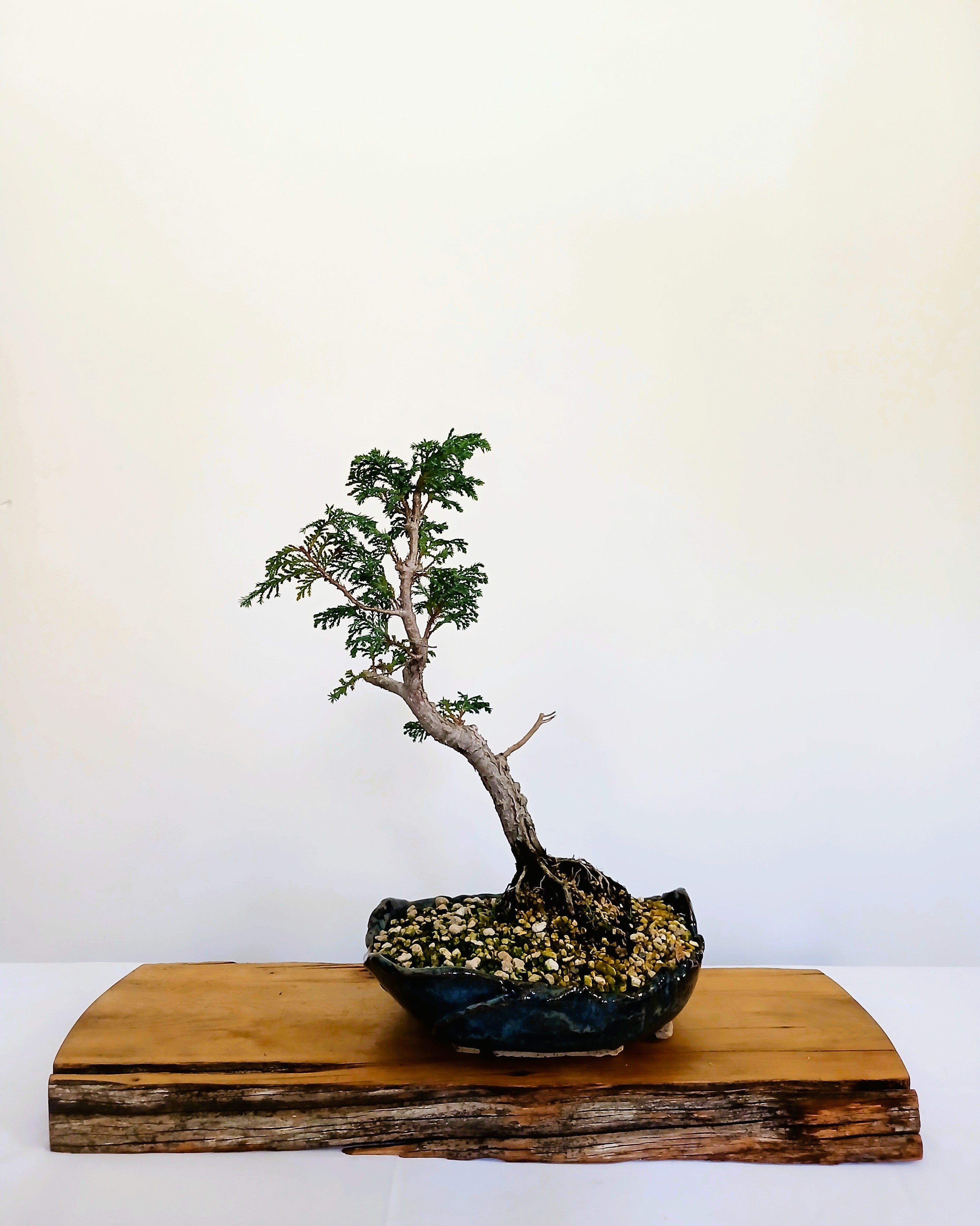 Chamaecyparis — Informal Upright Bonsai — 8+ Years — Handmade NZ Pot - The Plant Warehouse NZ