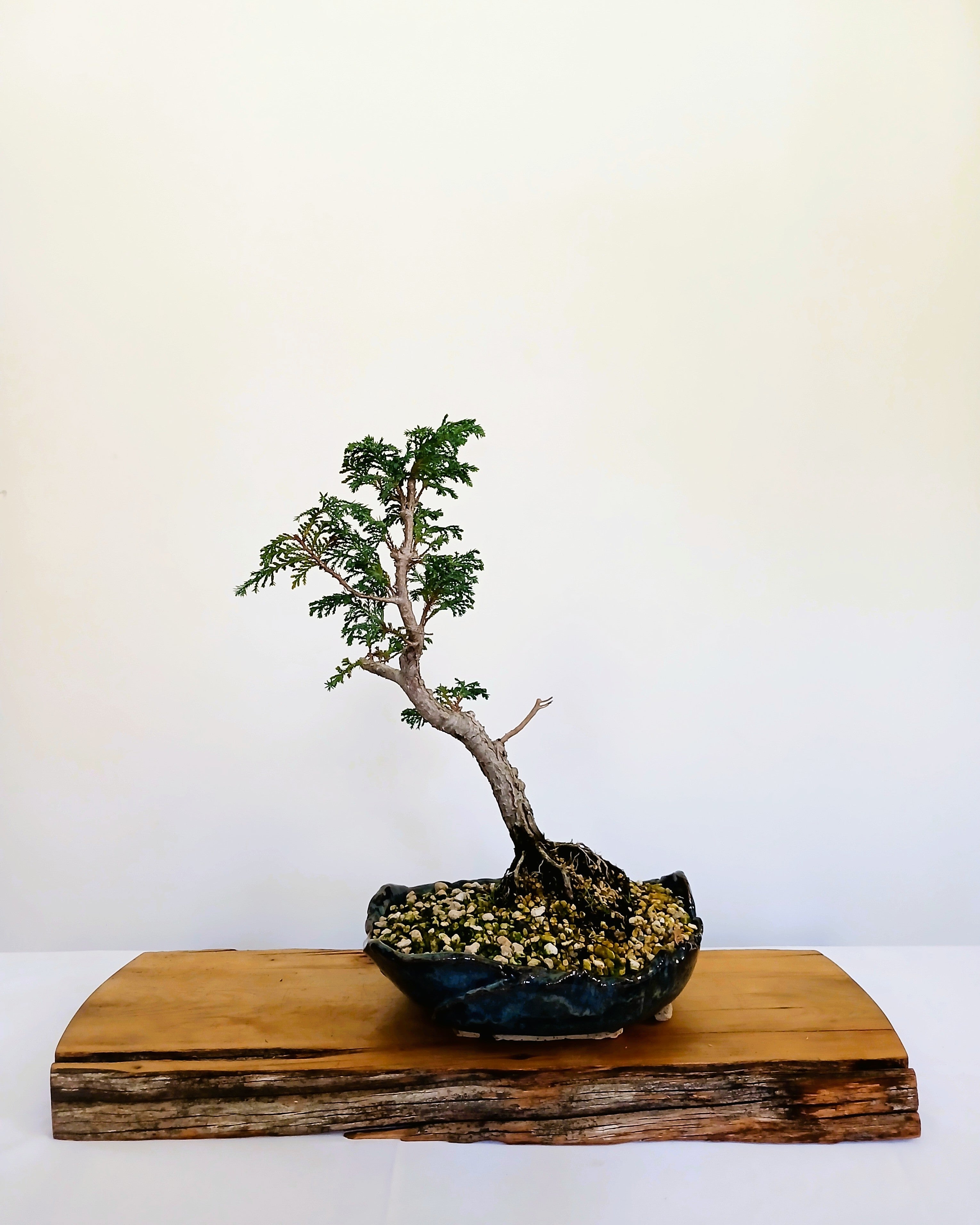 Chamaecyparis — Informal Upright Bonsai — 8+ Years — Handmade NZ Pot - The Plant Warehouse NZ