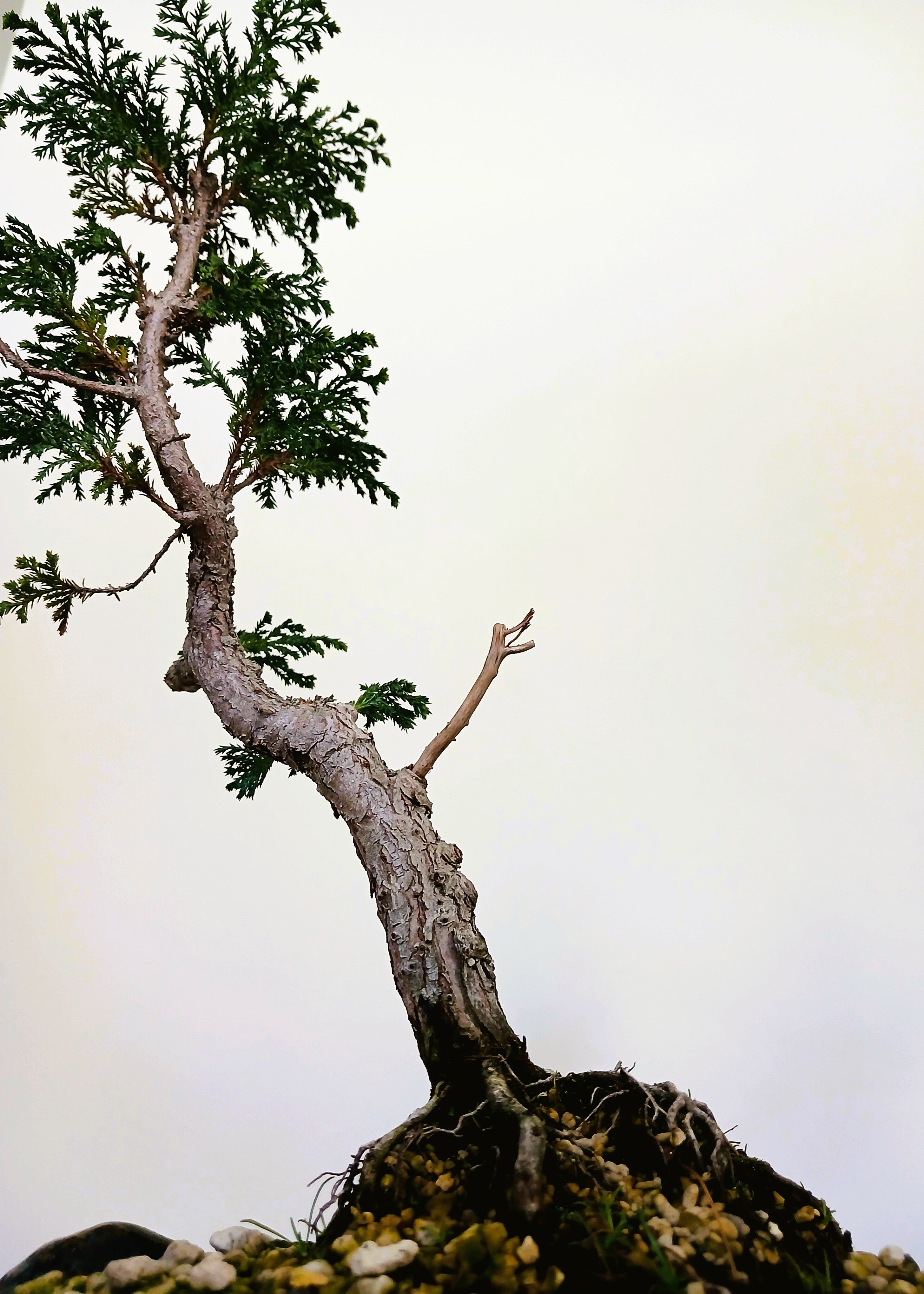Chamaecyparis — Informal Upright Bonsai — 8+ Years — Handmade NZ Pot - The Plant Warehouse NZ