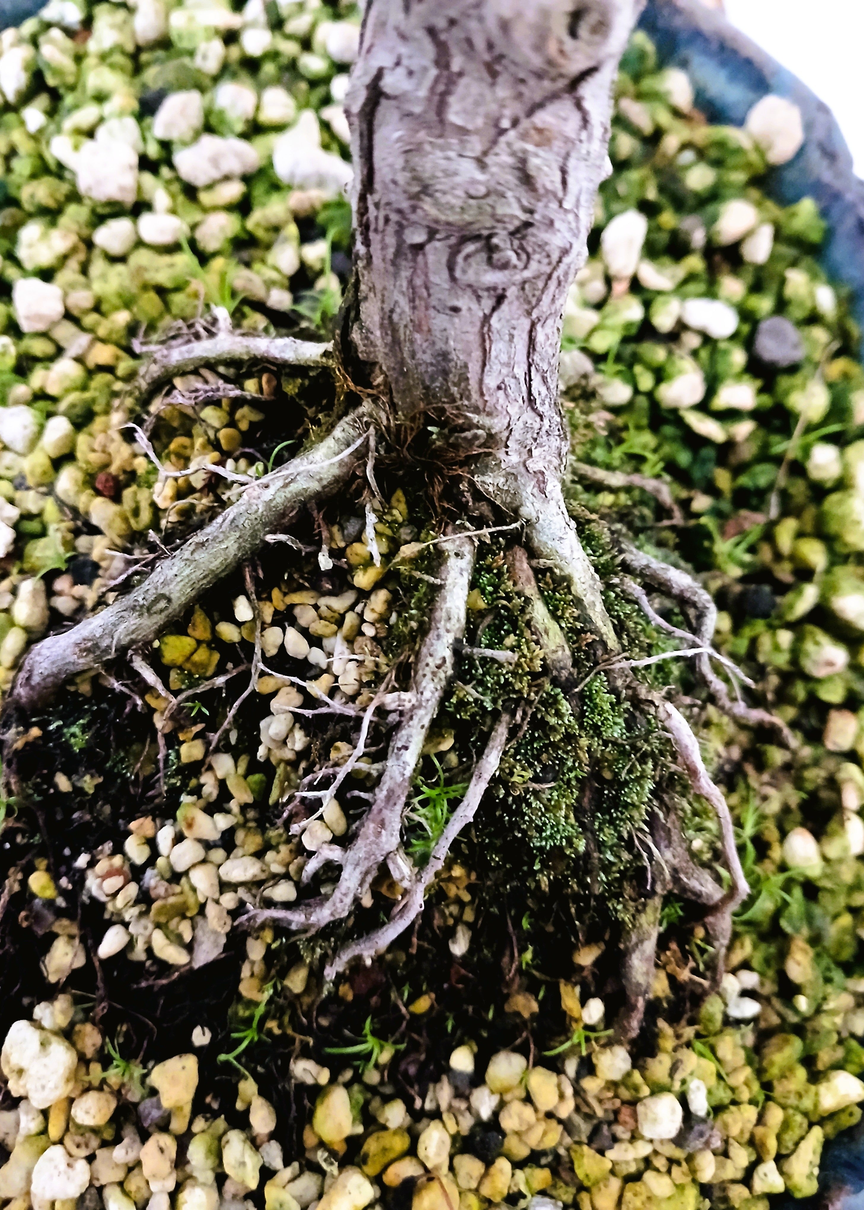 Chamaecyparis — Informal Upright Bonsai — 8+ Years — Handmade NZ Pot - The Plant Warehouse NZ