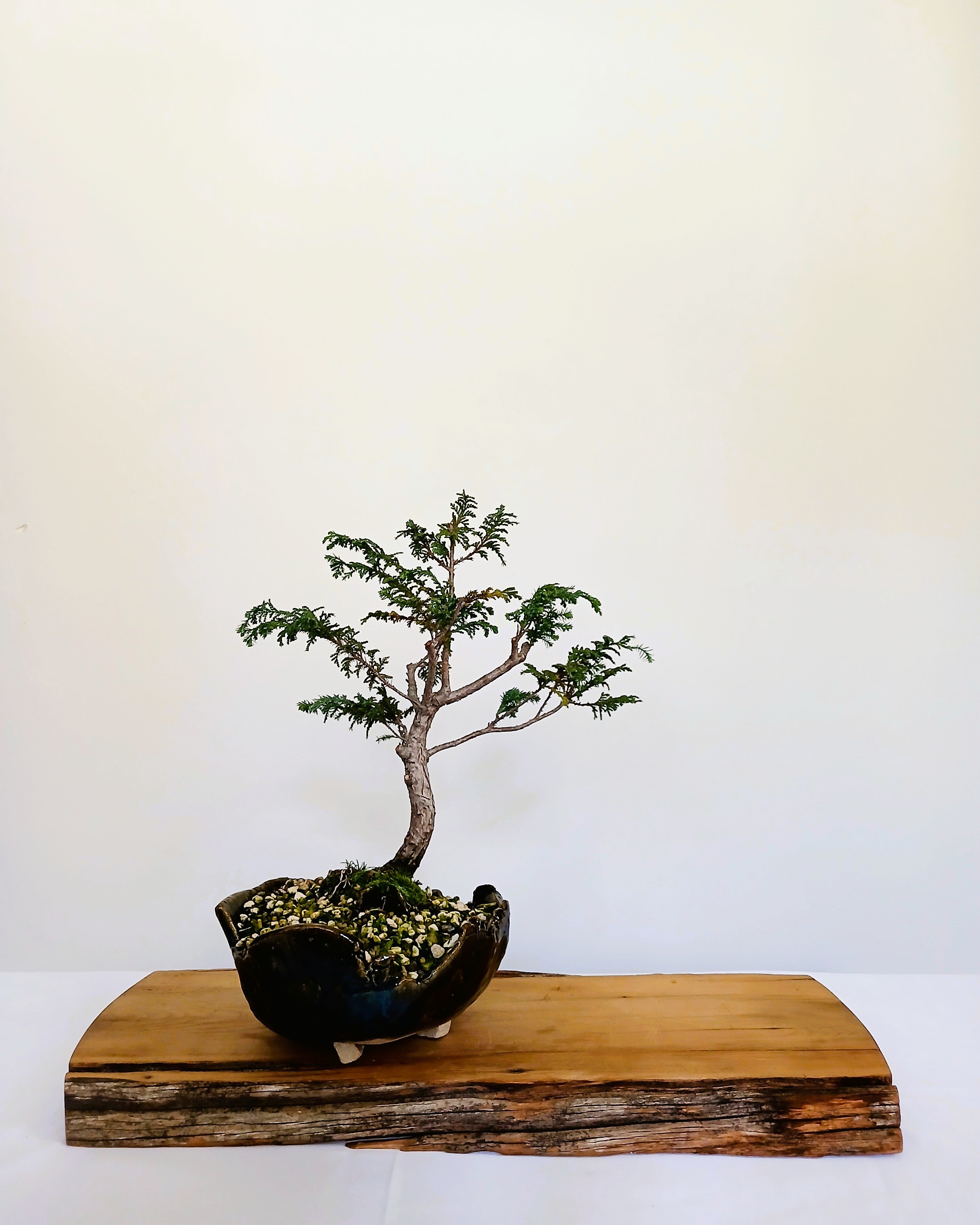 Chamaecyparis — Informal Upright Bonsai — 8+ Years — Handmade NZ Pot - The Plant Warehouse NZ