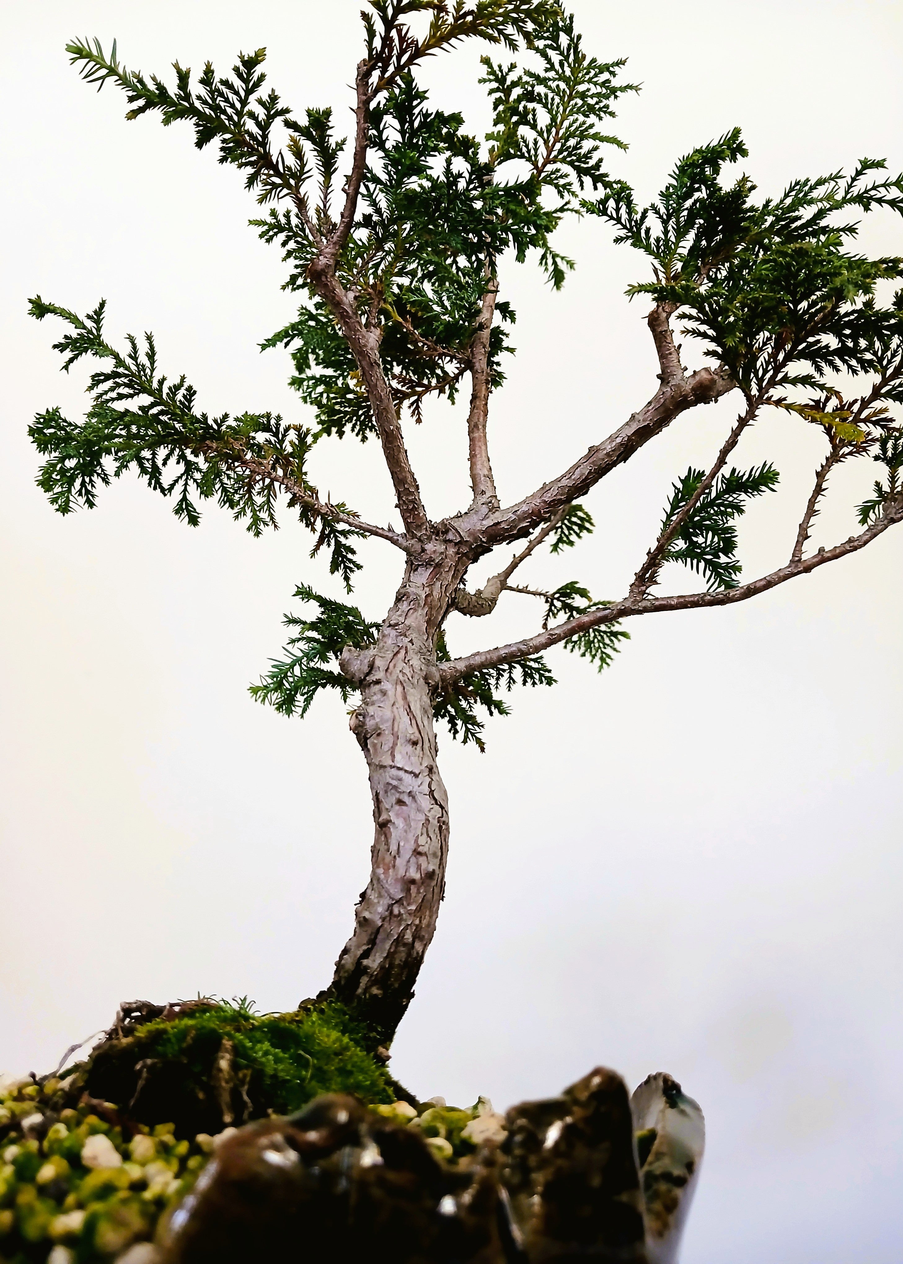Chamaecyparis — Informal Upright Bonsai — 8+ Years — Handmade NZ Pot - The Plant Warehouse NZ