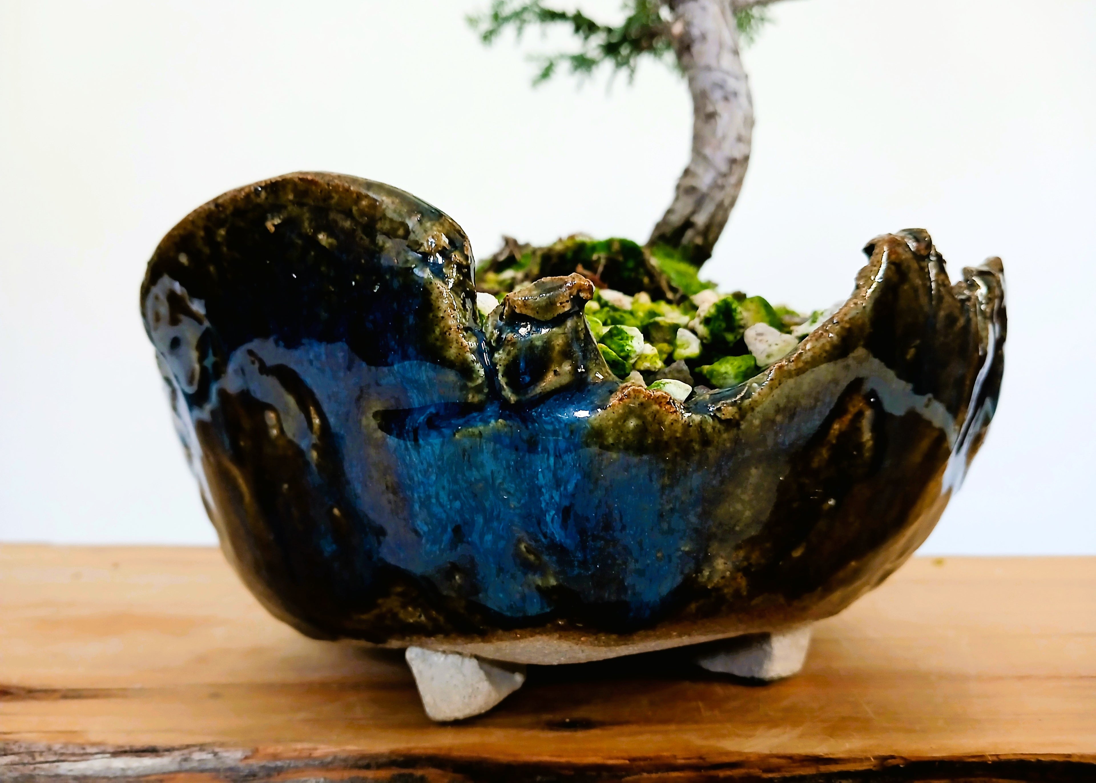 Chamaecyparis — Informal Upright Bonsai — 8+ Years — Handmade NZ Pot - The Plant Warehouse NZ