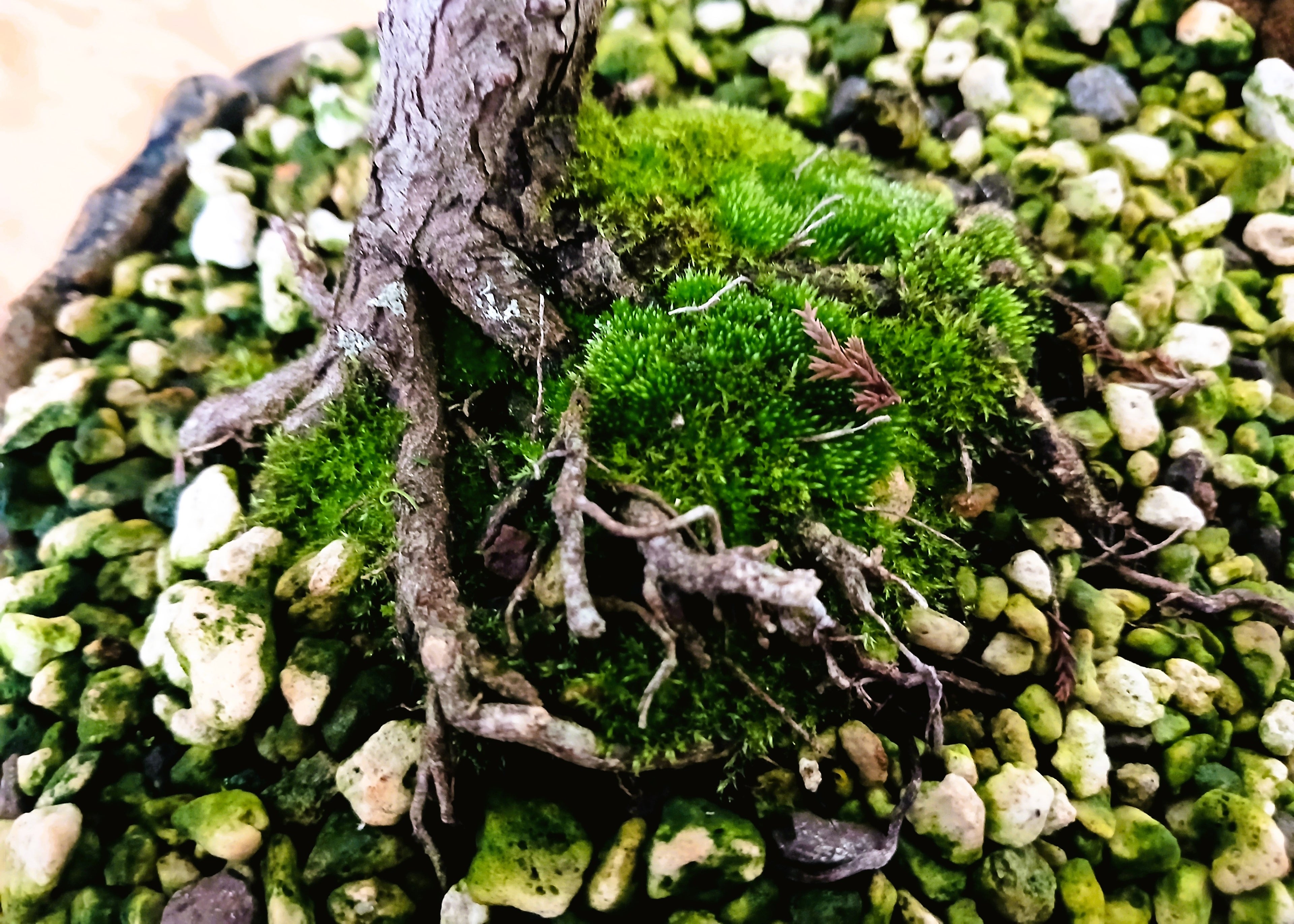 Chamaecyparis — Informal Upright Bonsai — 8+ Years — Handmade NZ Pot - The Plant Warehouse NZ