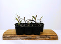 Silver Squill — Ledebouria socialis- 0.5L- Established Bulb Division - The Plant Warehouse NZ