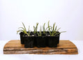 Aloe vera var. chinensis / 0.5l - The Plant Warehouse NZ