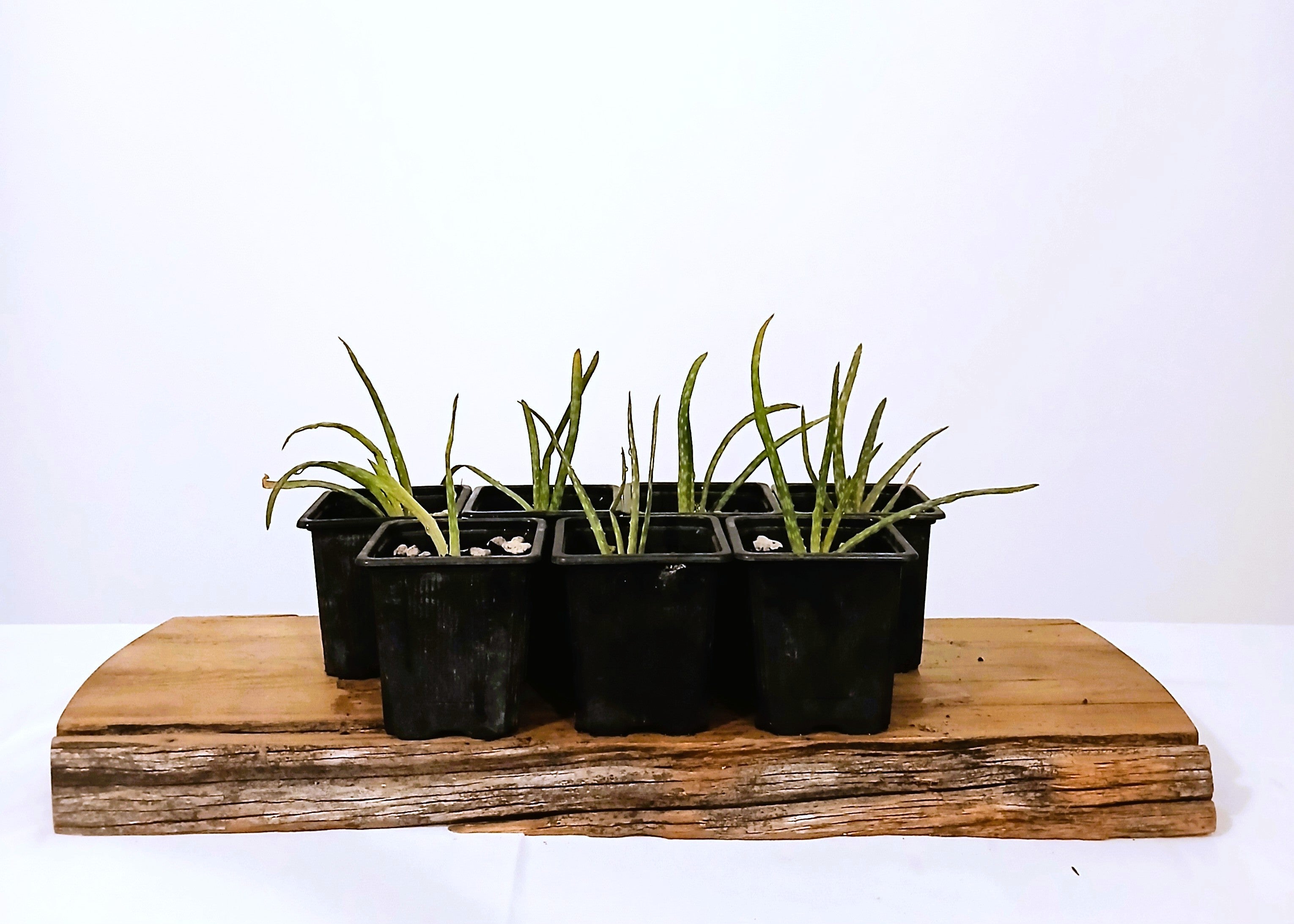 chinensis aloe vera plant Aloe vera var. chinensis 0.5L