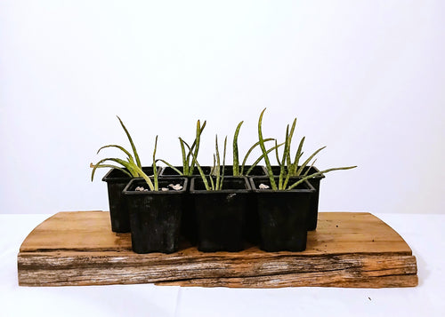 Aloe vera var. chinensis / 0.5l - The Plant Warehouse NZ