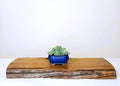 Encouraging Desk Buddies - Mexican Snowball — Blue Glazed Ceramic Pot - The Plant Warehouse NZ