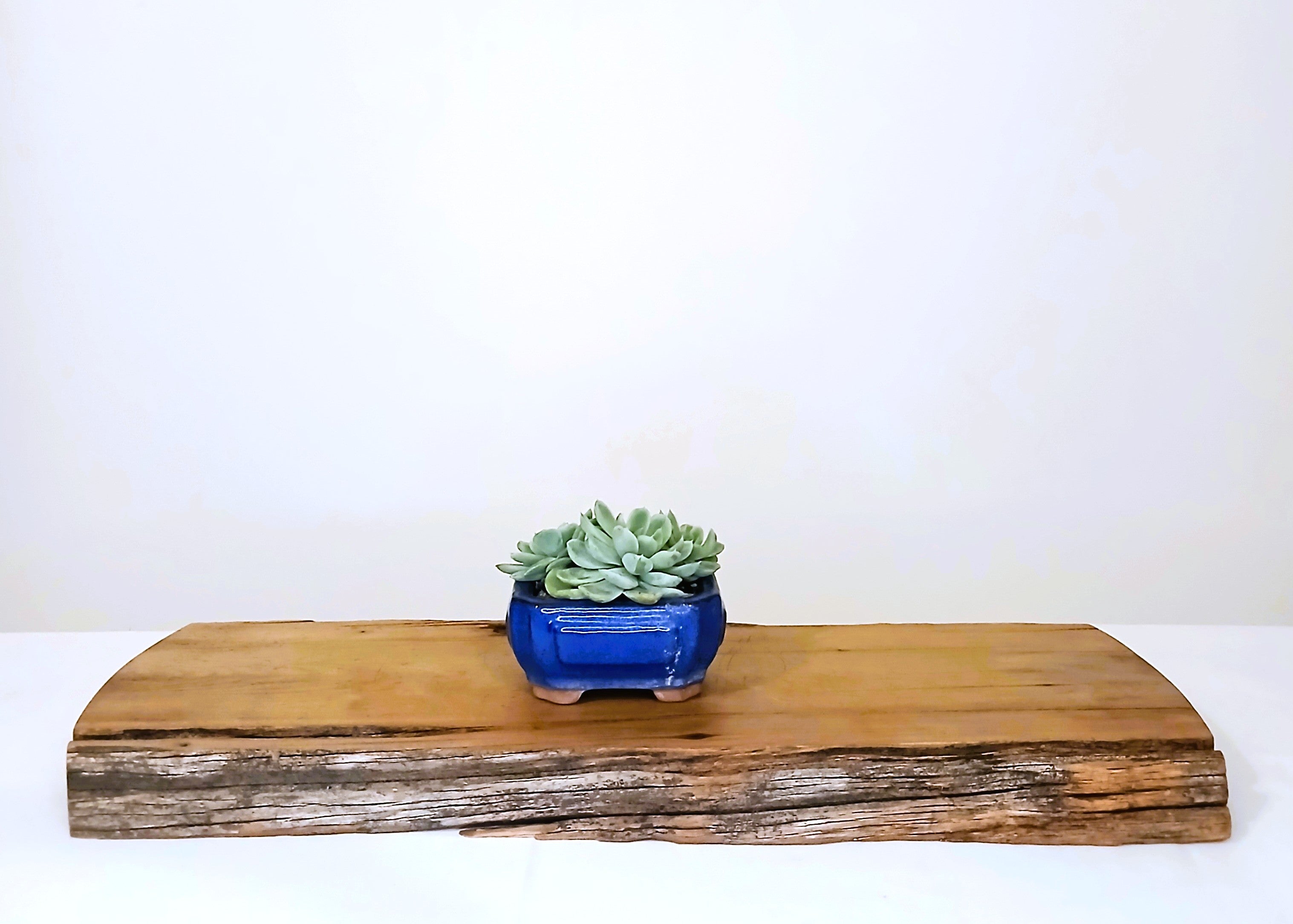 Encouraging Desk Buddies - Mexican Snowball — Blue Glazed Ceramic Pot - The Plant Warehouse NZ