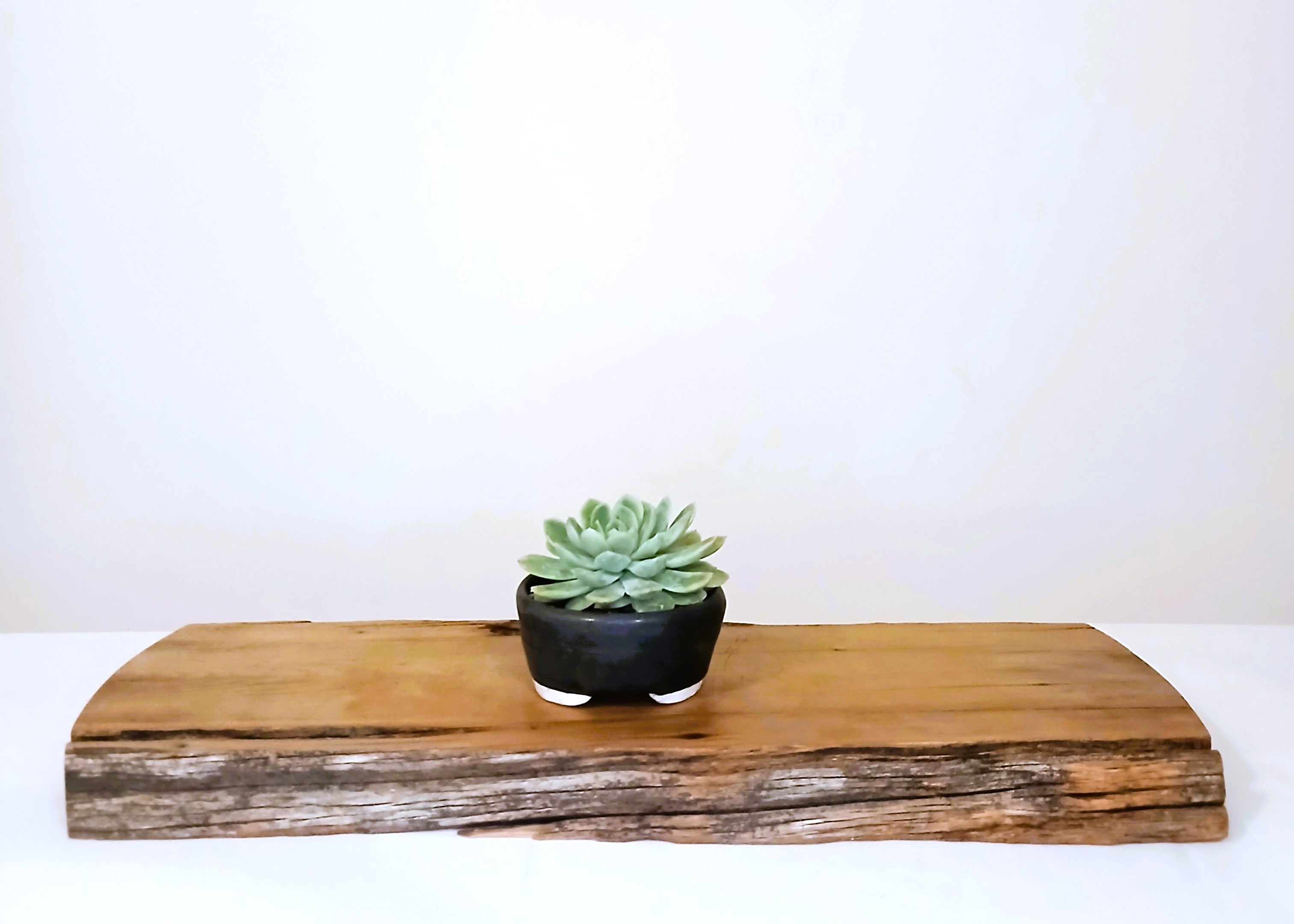 Encouraging Desk Buddies - Mexican Snowball — NZ Handmade Ceramic Pot - The Plant Warehouse NZ
