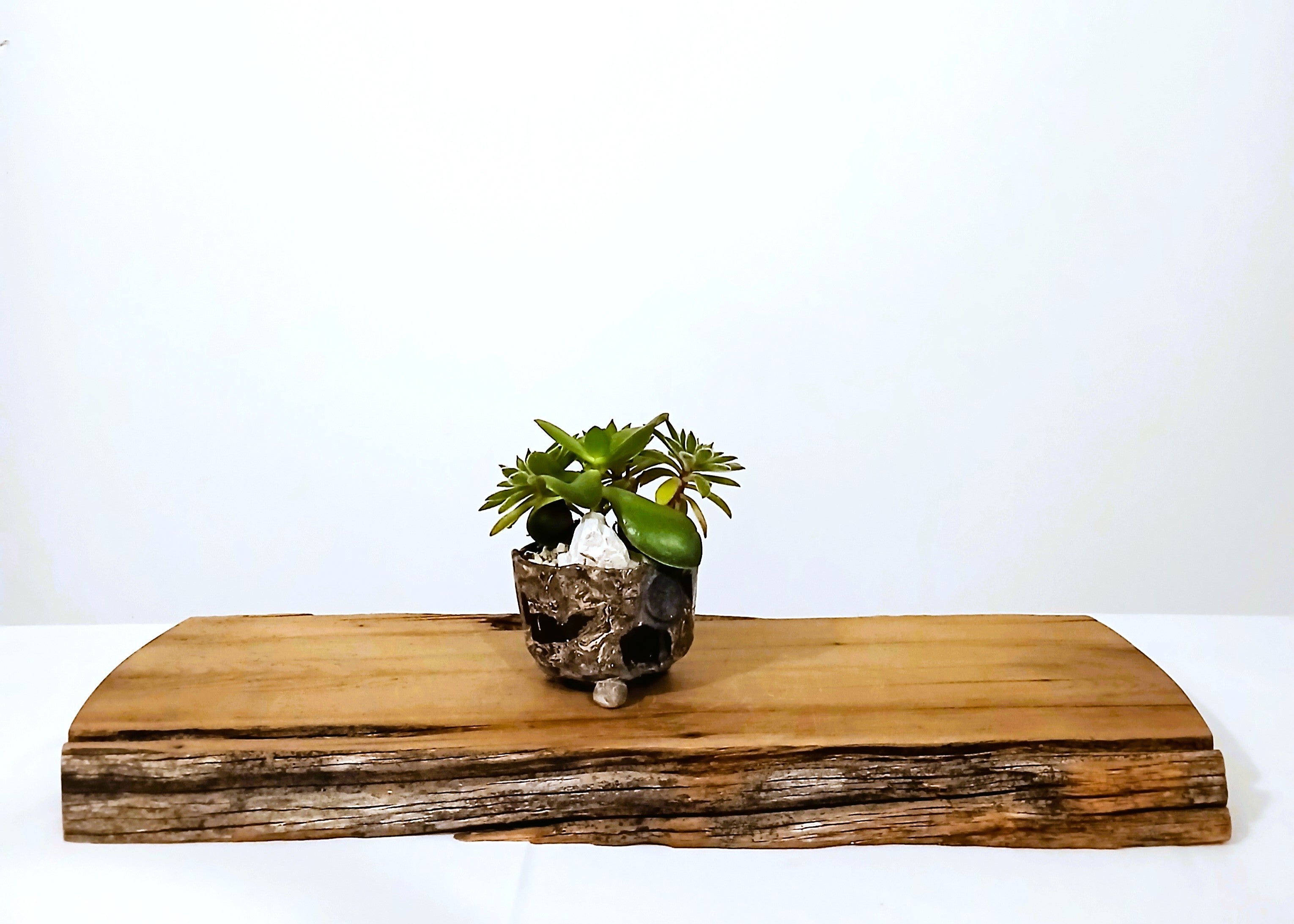 Encouraging Desk Buddies - Jade & Aeonium — NZ Handmade Ceramic Pot - The Plant Warehouse NZ