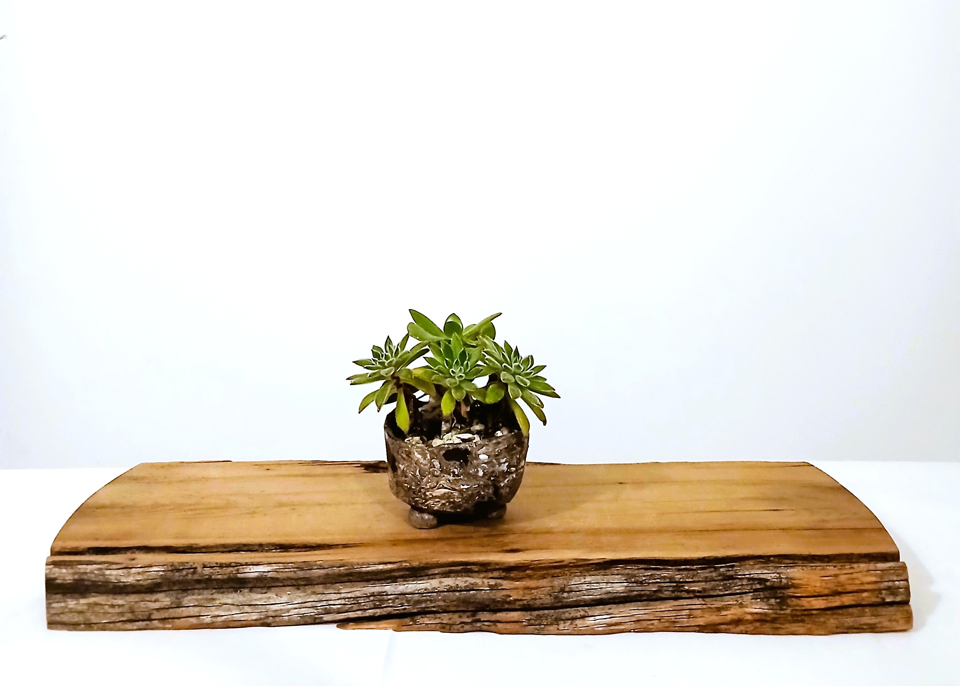 Encouraging Desk Buddies - Jade & Aeonium — NZ Handmade Ceramic Pot - The Plant Warehouse NZ