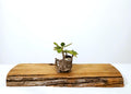 Encouraging Desk Buddies - Jade & Aeonium — NZ Handmade Ceramic Pot - The Plant Warehouse NZ