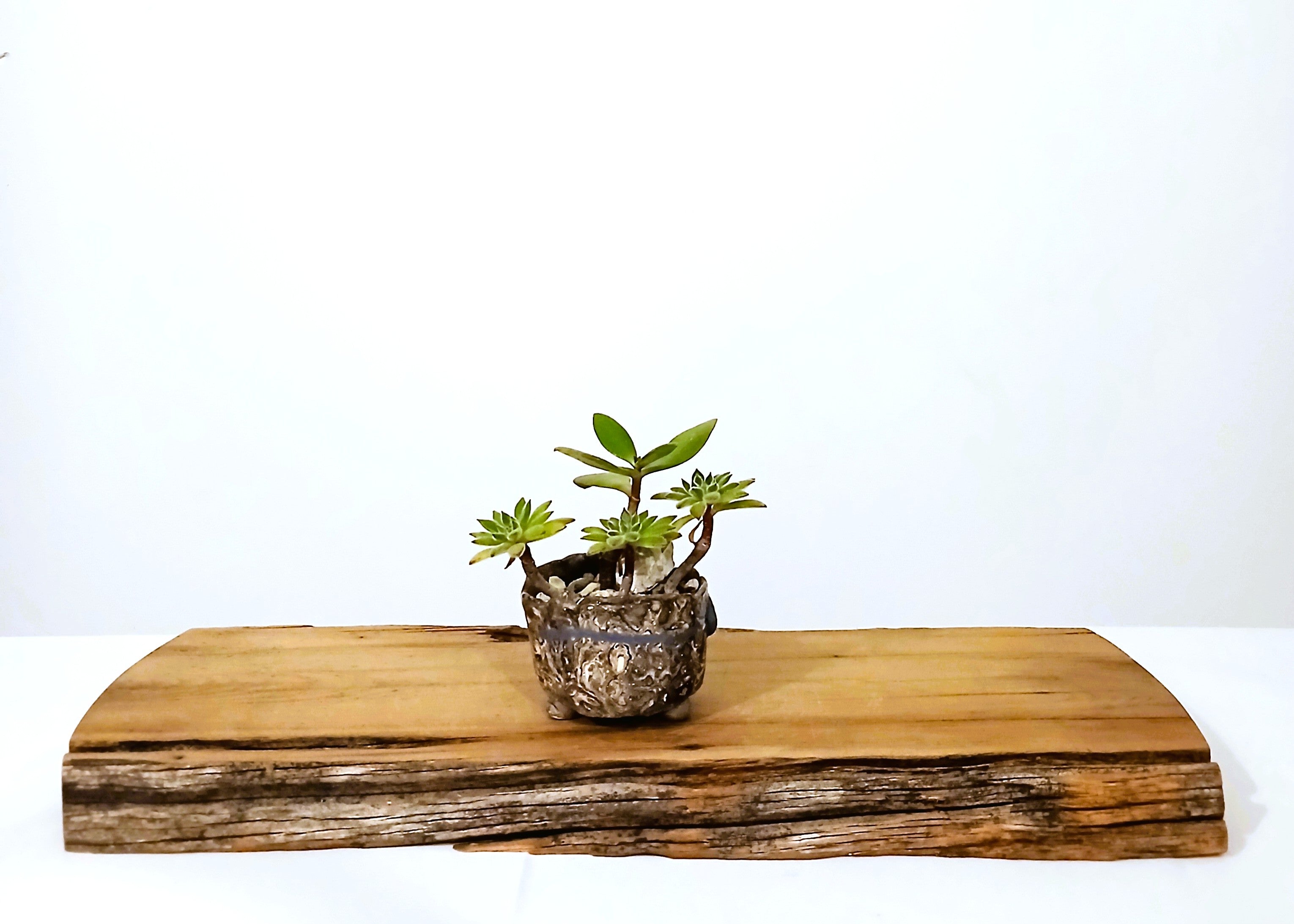 Encouraging Desk Buddies - Jade & Aeonium — NZ Handmade Ceramic Pot - The Plant Warehouse NZ