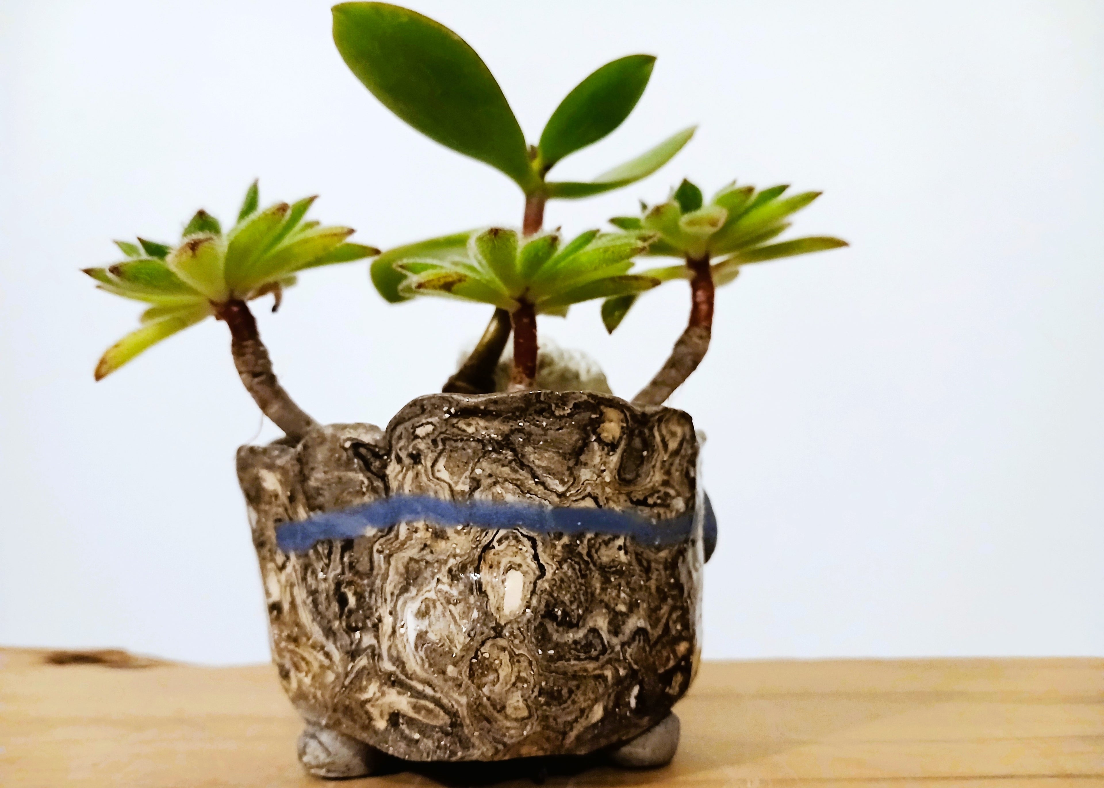Encouraging Desk Buddies - Jade & Aeonium — NZ Handmade Ceramic Pot - The Plant Warehouse NZ