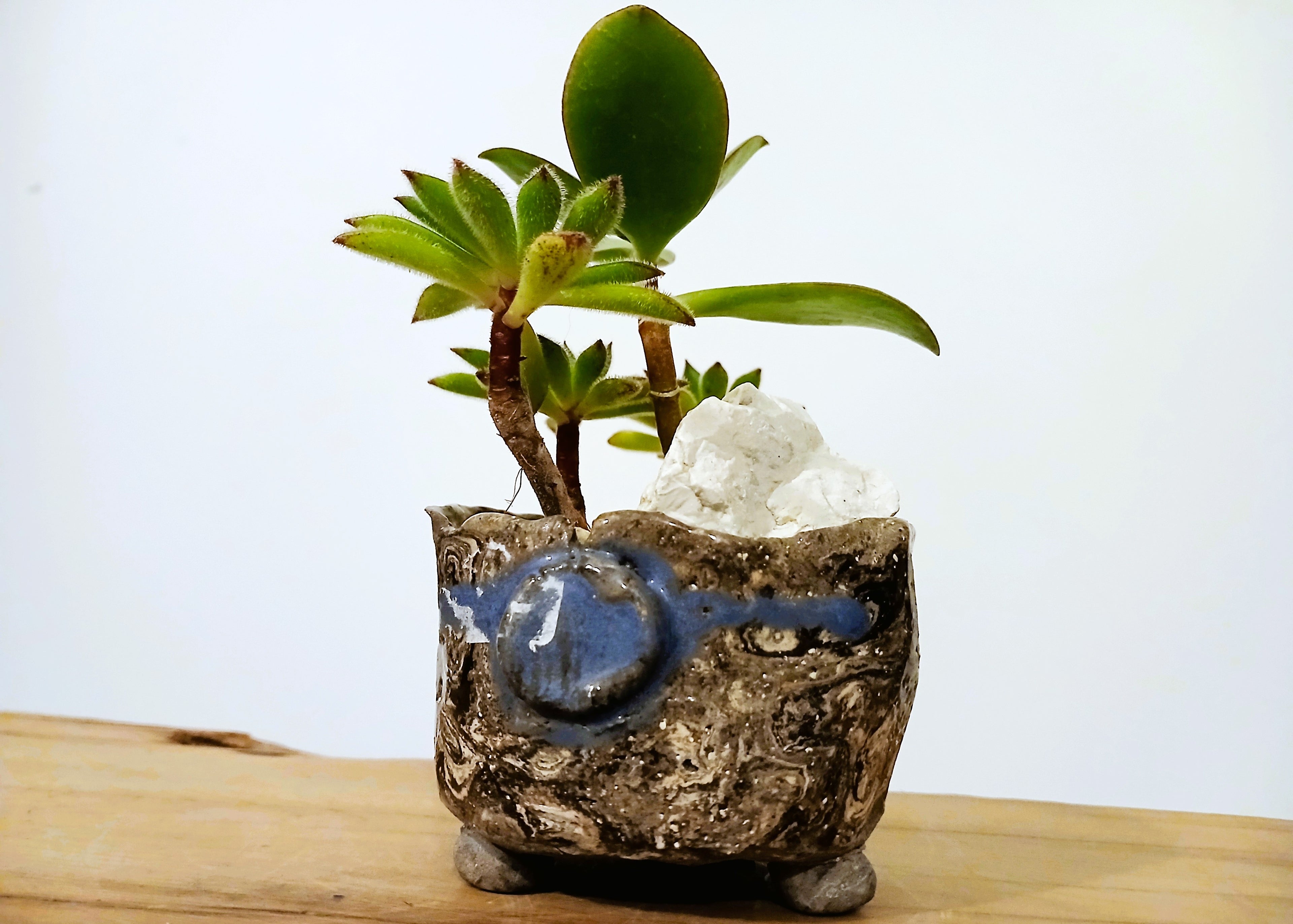 Encouraging Desk Buddies - Jade & Aeonium — NZ Handmade Ceramic Pot - The Plant Warehouse NZ