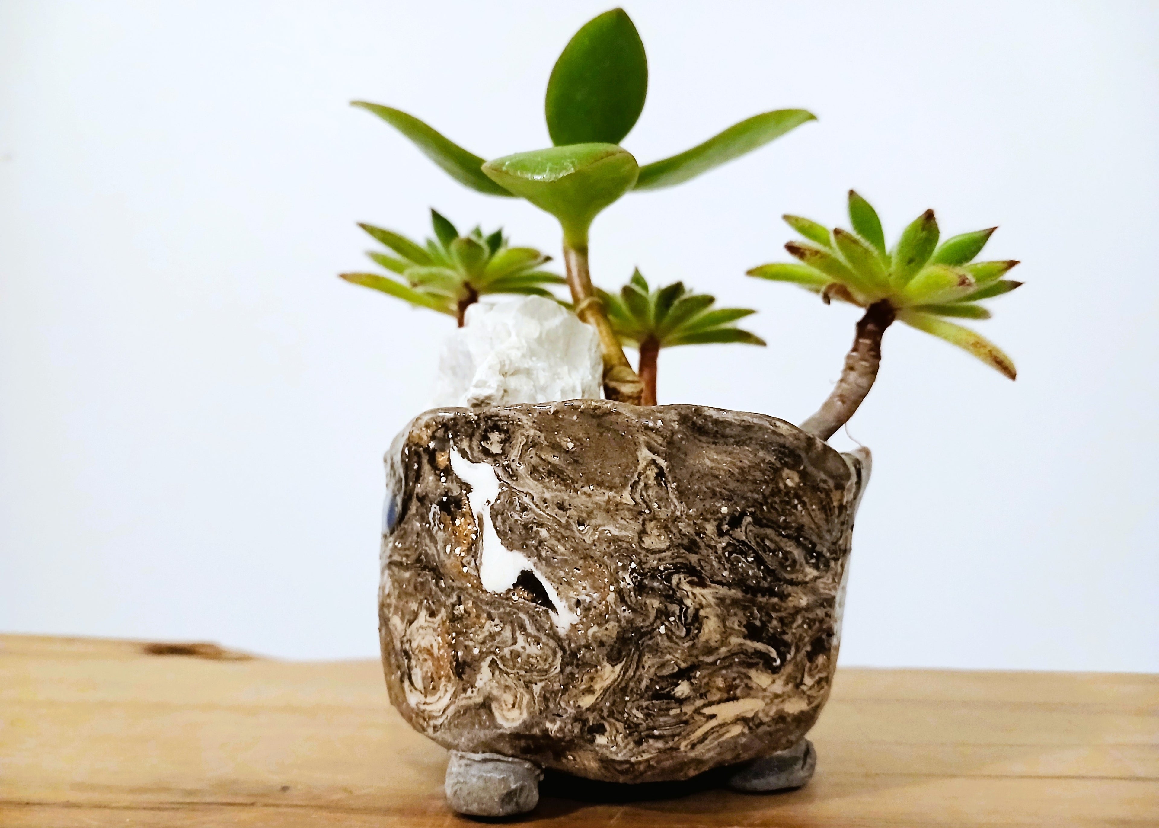 jade plant nz Encouraging Desk Buddies - Jade & Aeonium — NZ Handmade Ceramic Pot