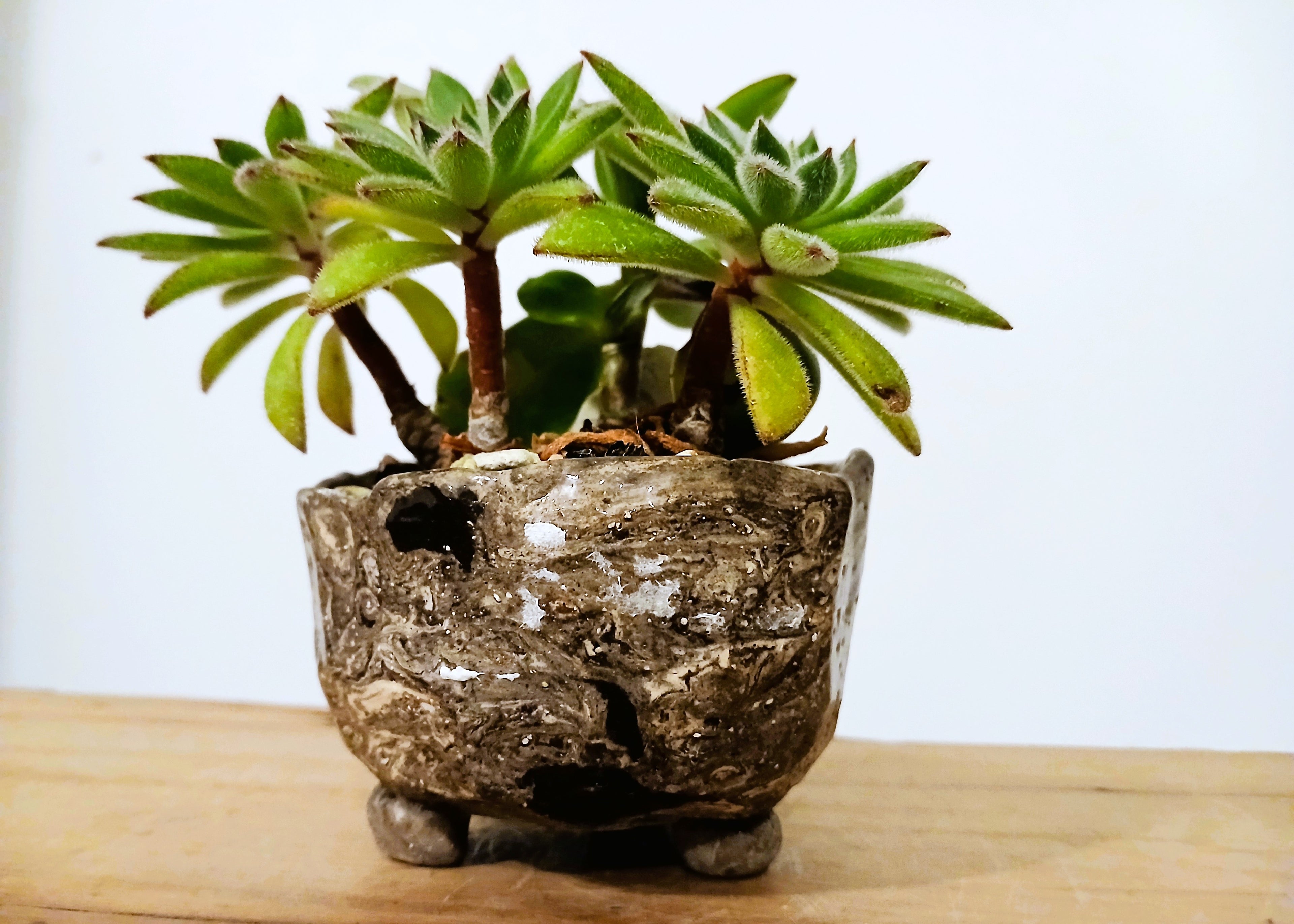 Encouraging Desk Buddies - Jade & Aeonium — NZ Handmade Ceramic Pot - The Plant Warehouse NZ