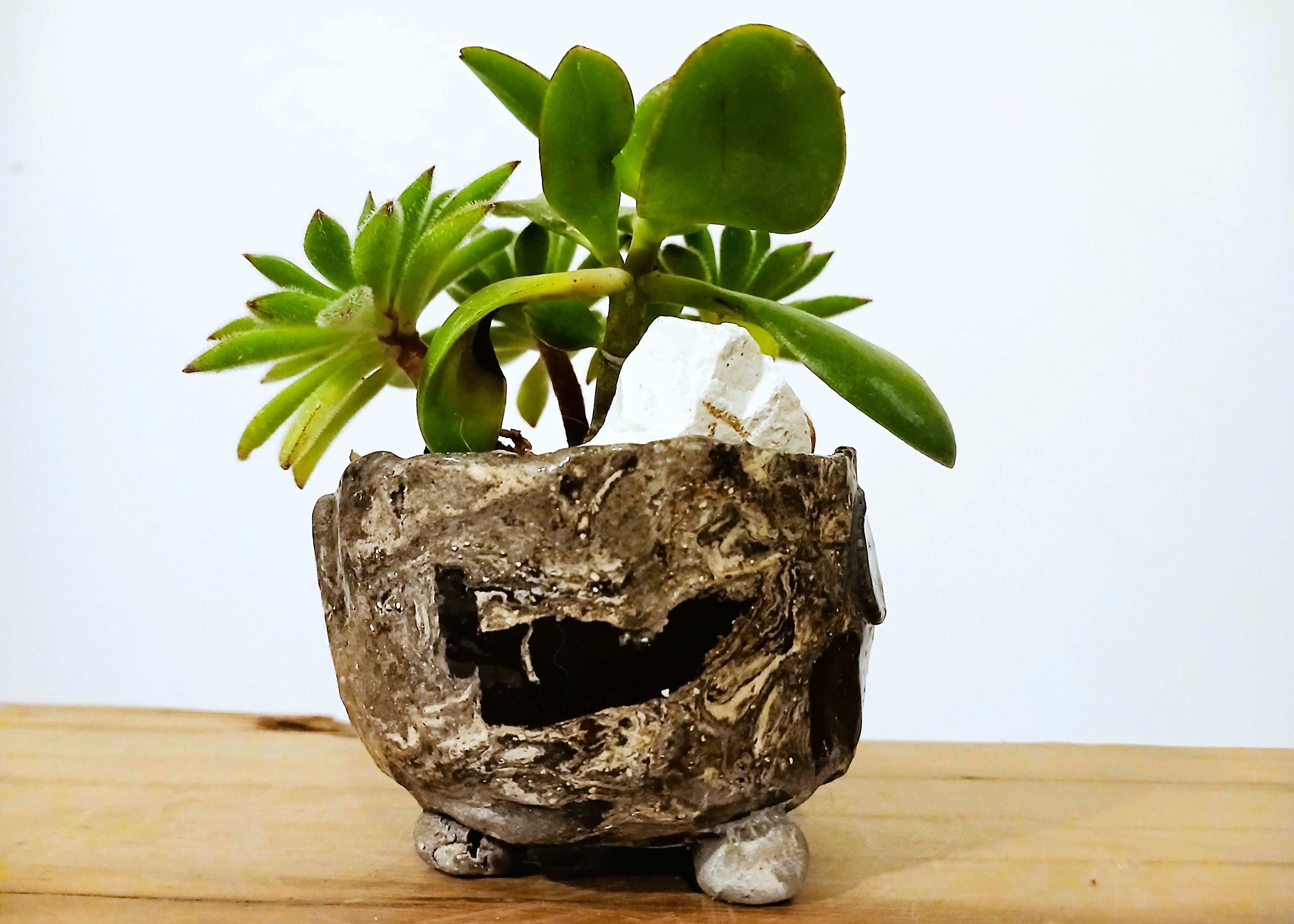 Encouraging Desk Buddies - Jade & Aeonium — NZ Handmade Ceramic Pot - The Plant Warehouse NZ