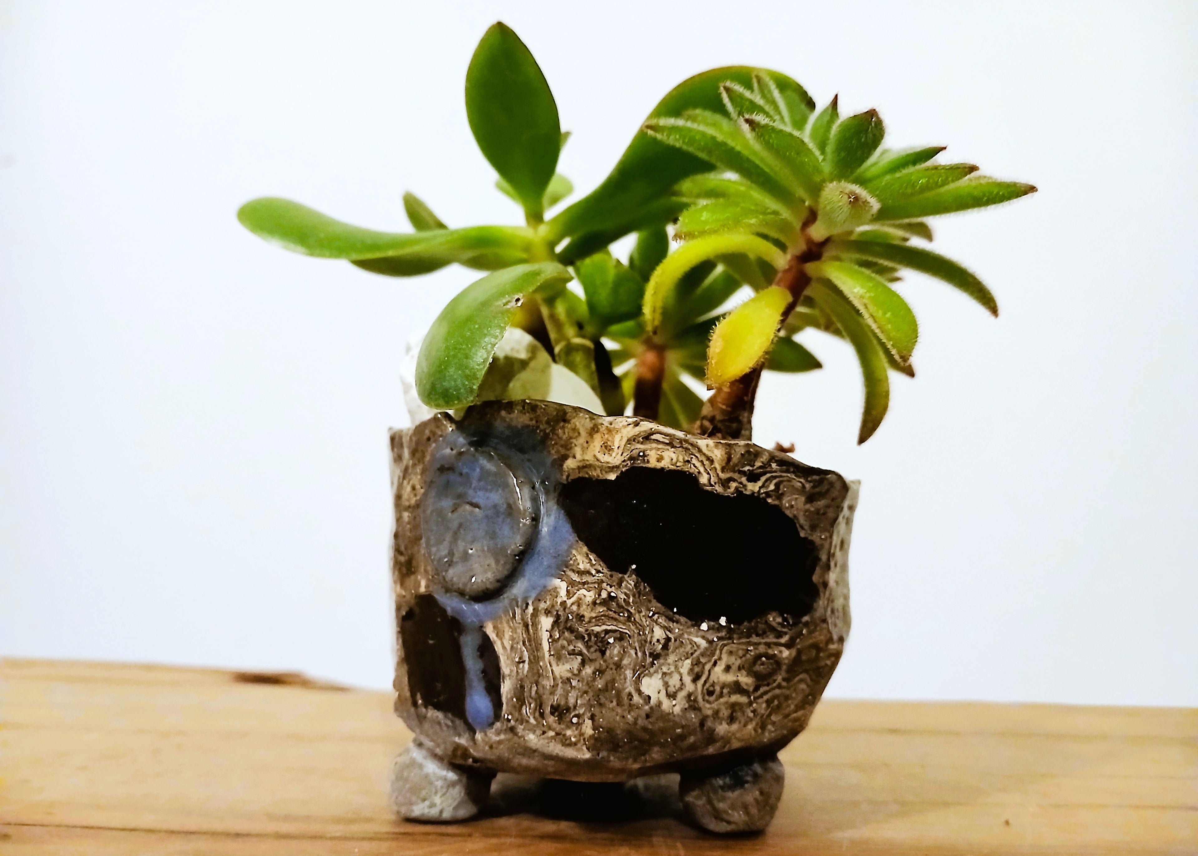 Encouraging Desk Buddies - Jade & Aeonium — NZ Handmade Ceramic Pot - The Plant Warehouse NZ