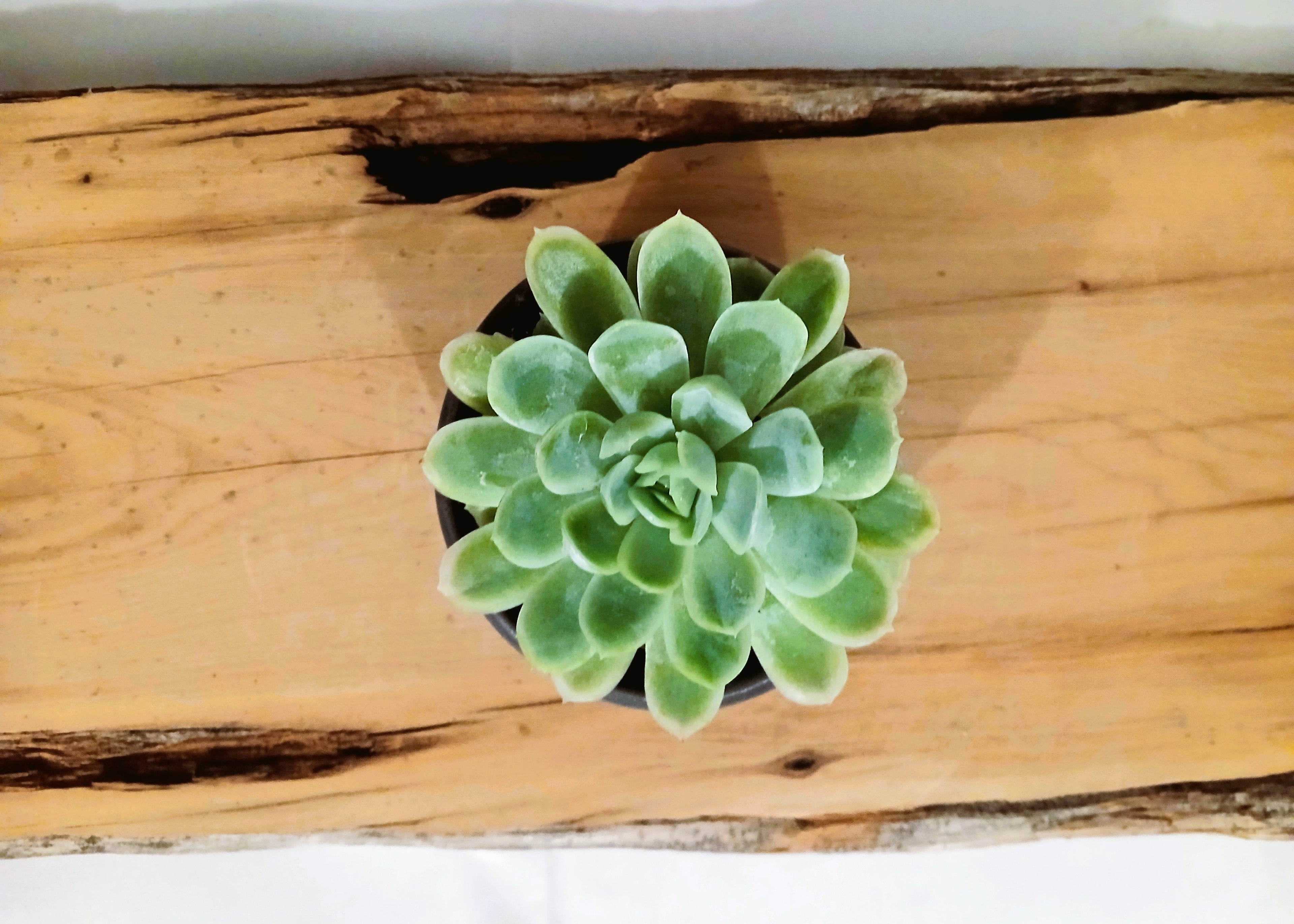Encouraging Desk Buddies - Mexican Snowball — NZ Handmade Ceramic Pot - The Plant Warehouse NZ