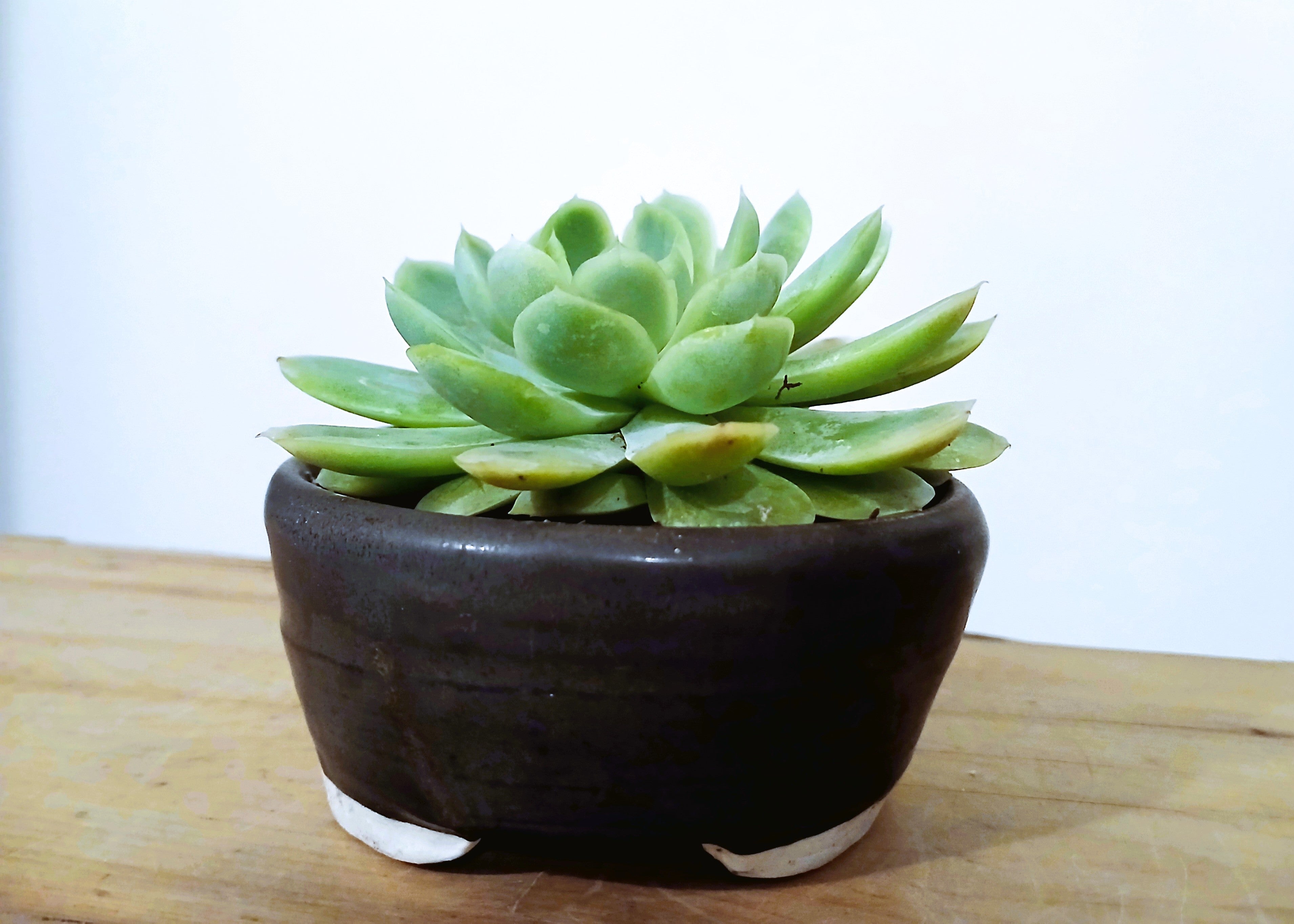 Encouraging Desk Buddies - Mexican Snowball — NZ Handmade Ceramic Pot - The Plant Warehouse NZ