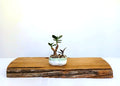 Encouraging Desk Buddies - Jade & Silver Squill — NZ Handmade Ceramic Pot - The Plant Warehouse NZ