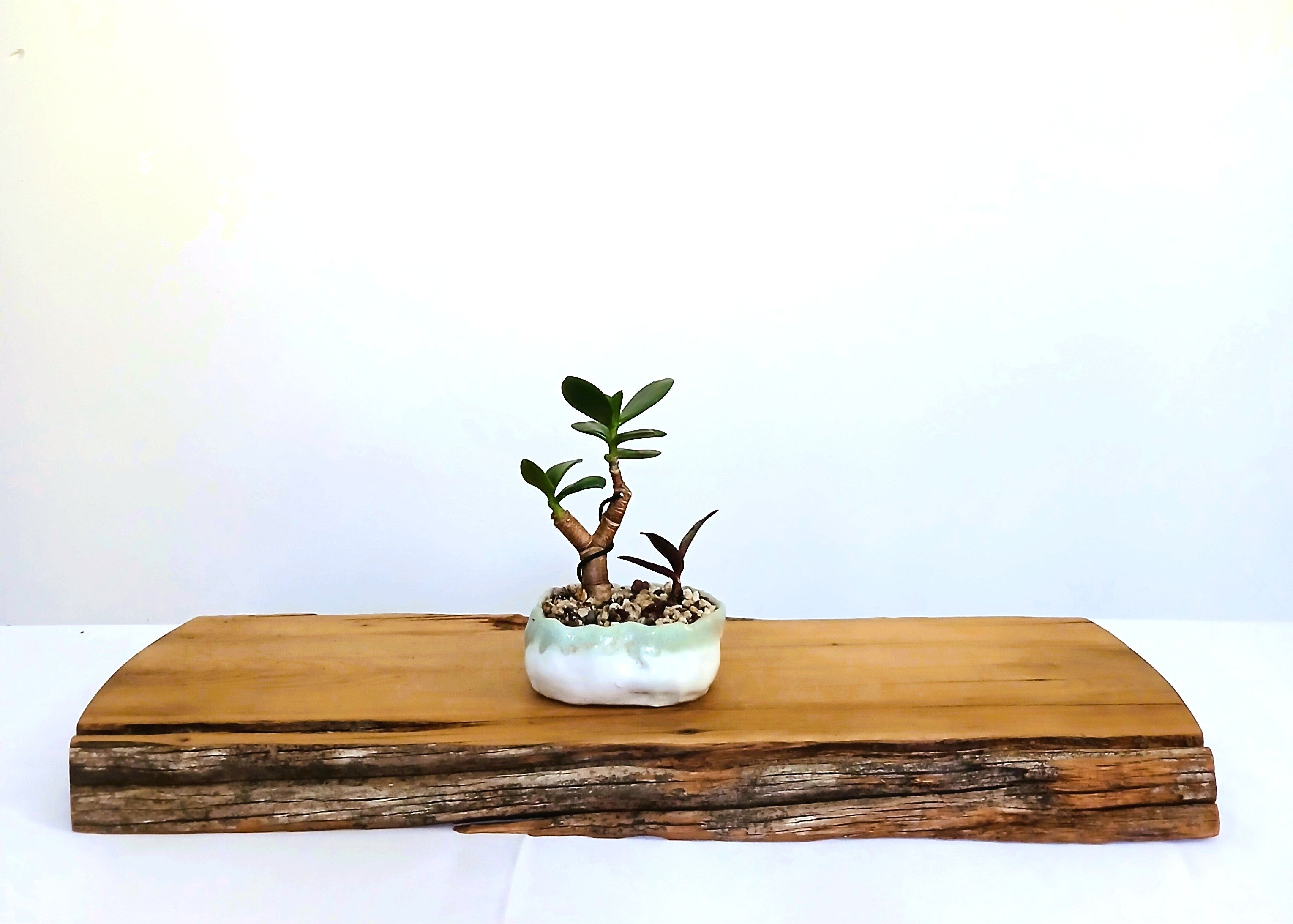 Encouraging Desk Buddies - Jade & Silver Squill — NZ Handmade Ceramic Pot - The Plant Warehouse NZ