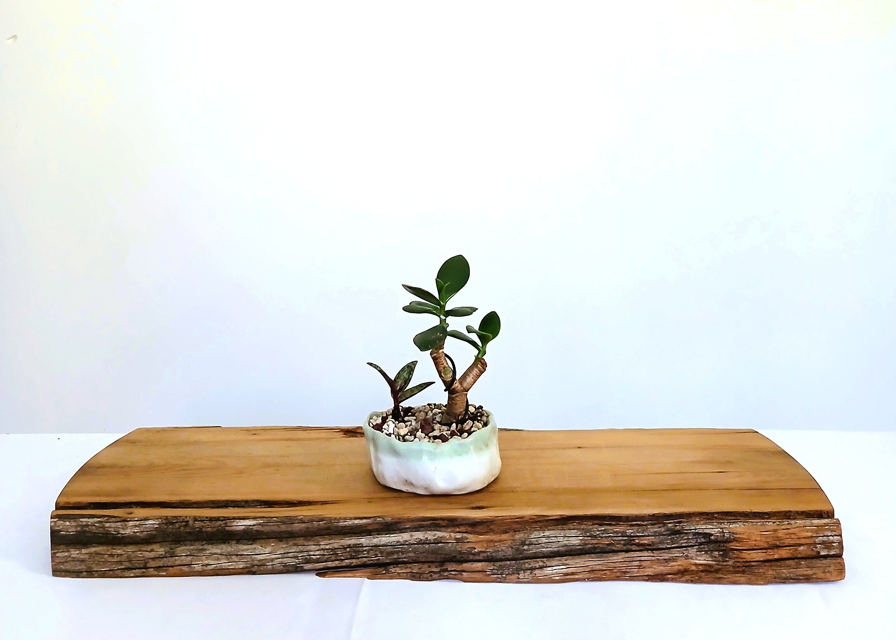Encouraging Desk Buddies - Jade & Silver Squill — NZ Handmade Ceramic Pot - The Plant Warehouse NZ