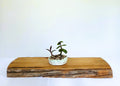 Encouraging Desk Buddies - Jade & Silver Squill — NZ Handmade Ceramic Pot - The Plant Warehouse NZ