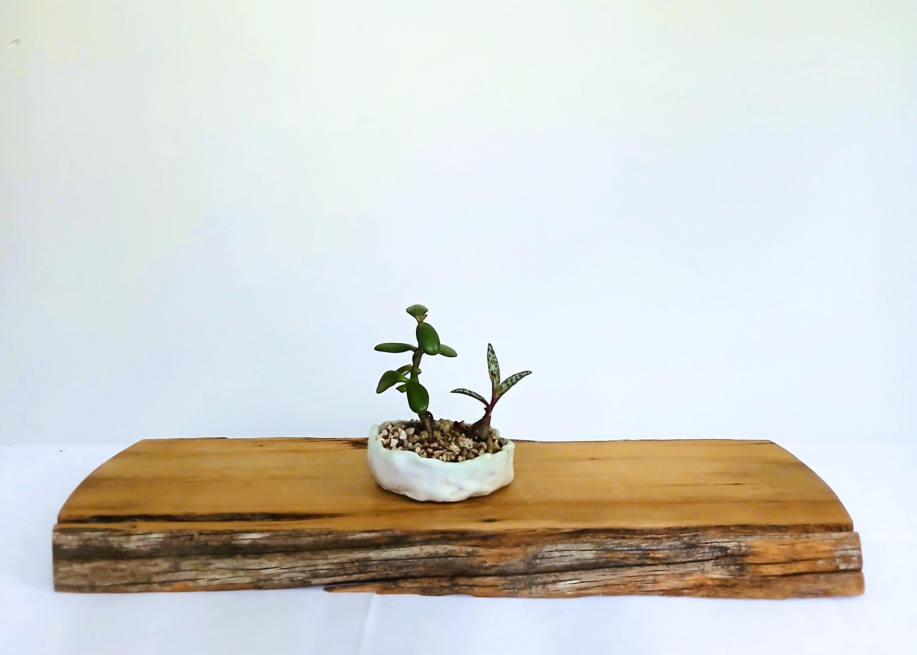 Encouraging Desk Buddies - Jade & Silver Squill — NZ Handmade Ceramic Pot - The Plant Warehouse NZ