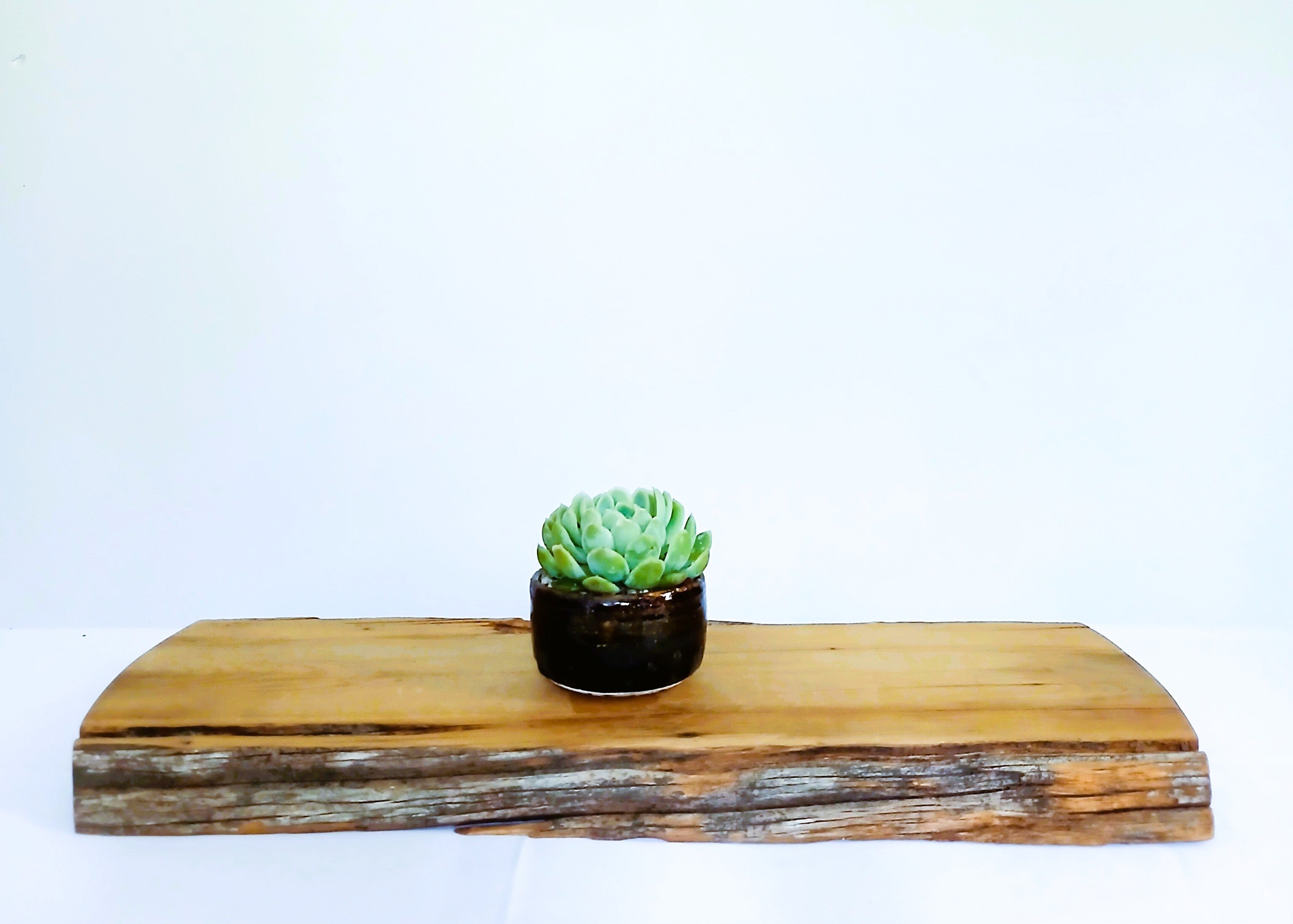 Encouraging Desk Buddies - Mexican Snowball — NZ Handmade Ceramic Pot - The Plant Warehouse NZ