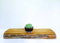 Encouraging Desk Buddies - Mexican Snowball — NZ Handmade Ceramic Pot - The Plant Warehouse NZ