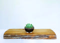 Encouraging Desk Buddies - Mexican Snowball — NZ Handmade Ceramic Pot - The Plant Warehouse NZ
