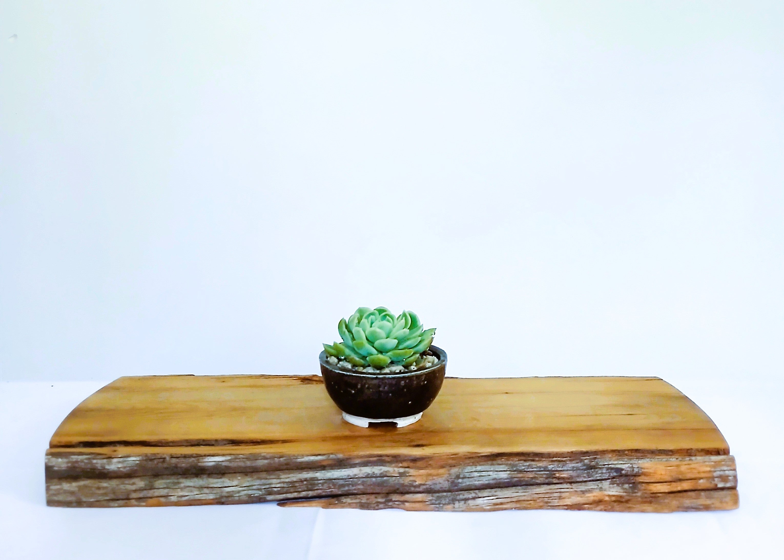 Encouraging Desk Buddies - Mexican Snowball — NZ Handmade Ceramic Pot - The Plant Warehouse NZ