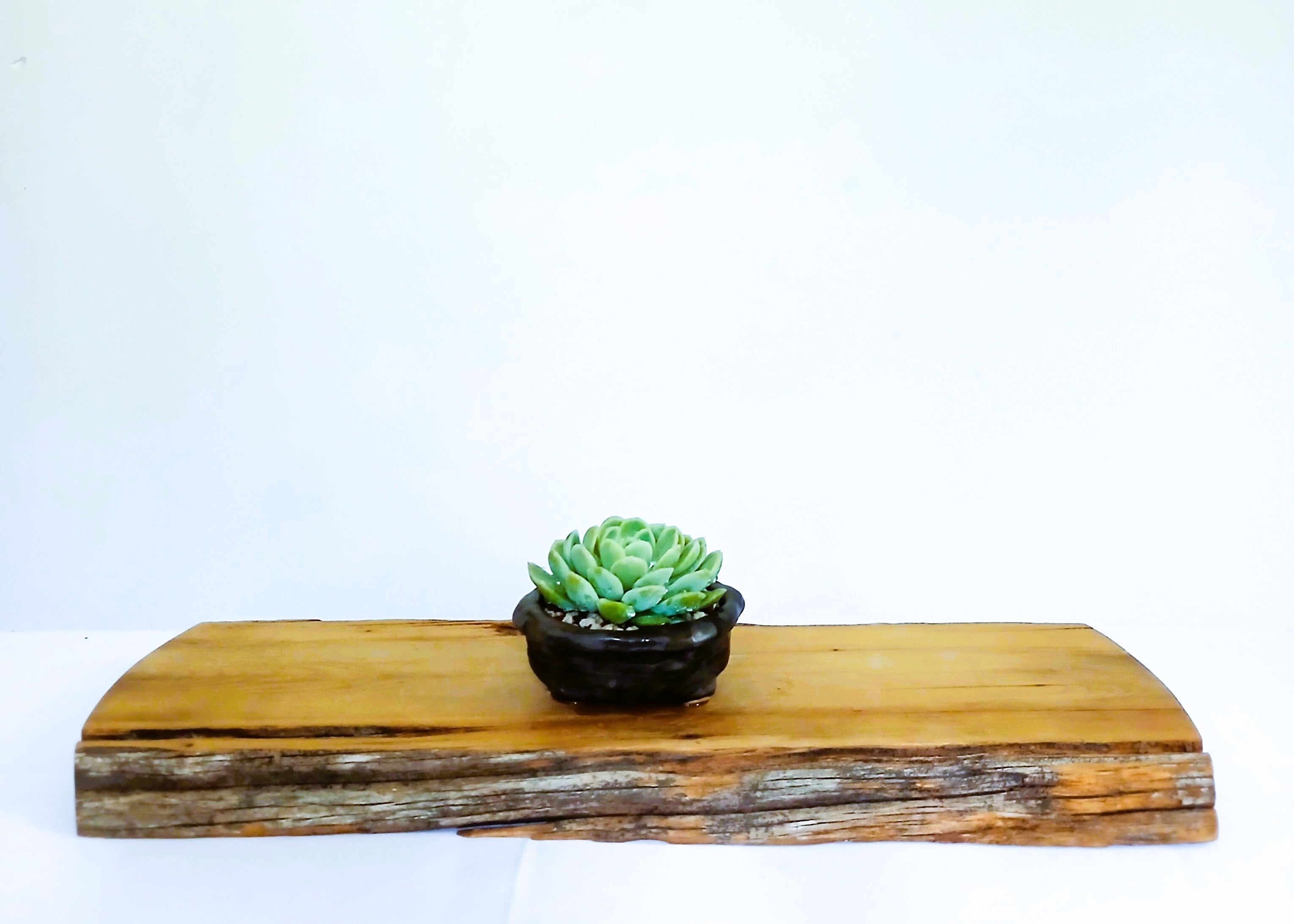 Encouraging Desk Buddies - Mexican Snowball — NZ Handmade Ceramic Pot - The Plant Warehouse NZ