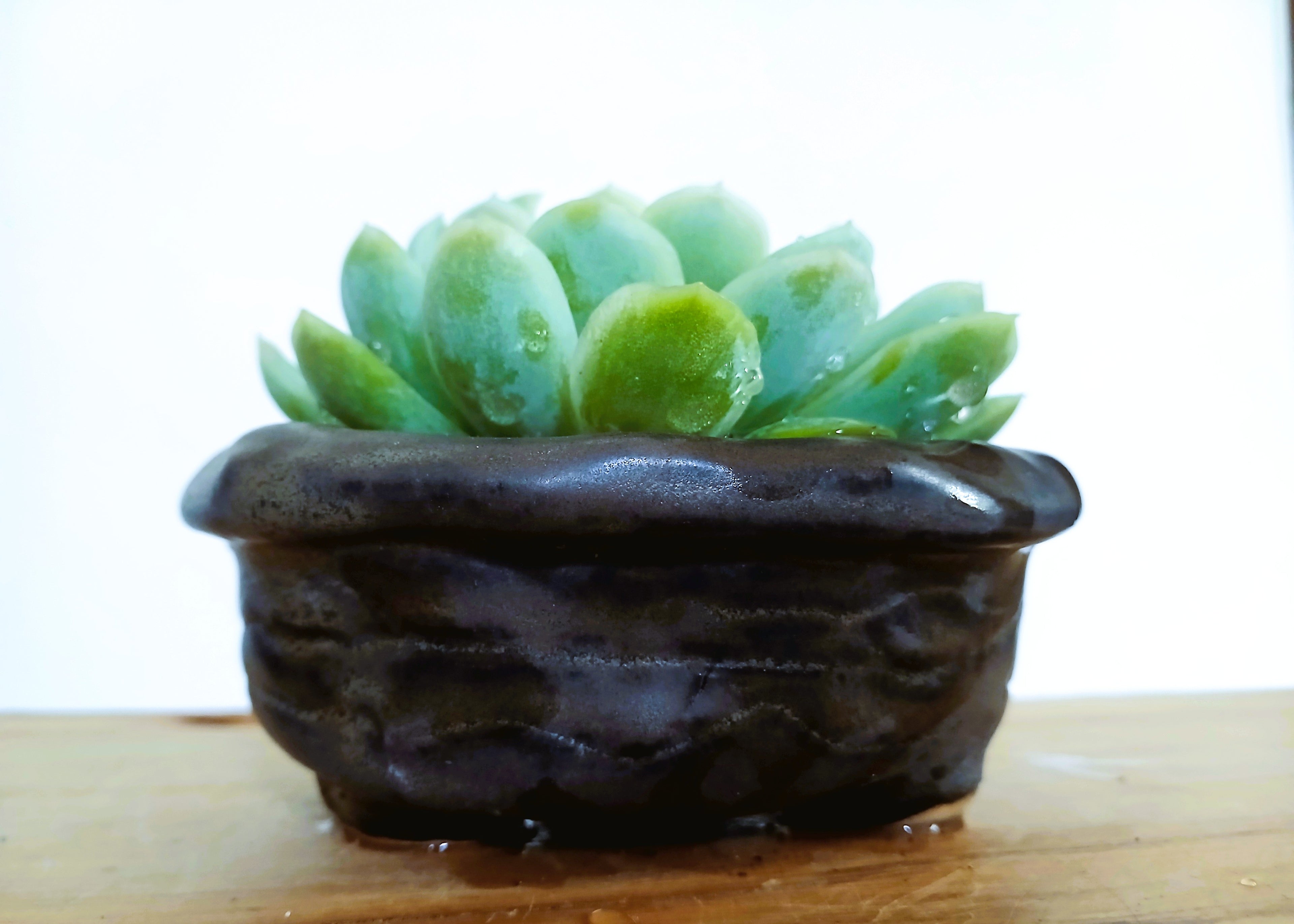 Encouraging Desk Buddies - Mexican Snowball — NZ Handmade Ceramic Pot - The Plant Warehouse NZ