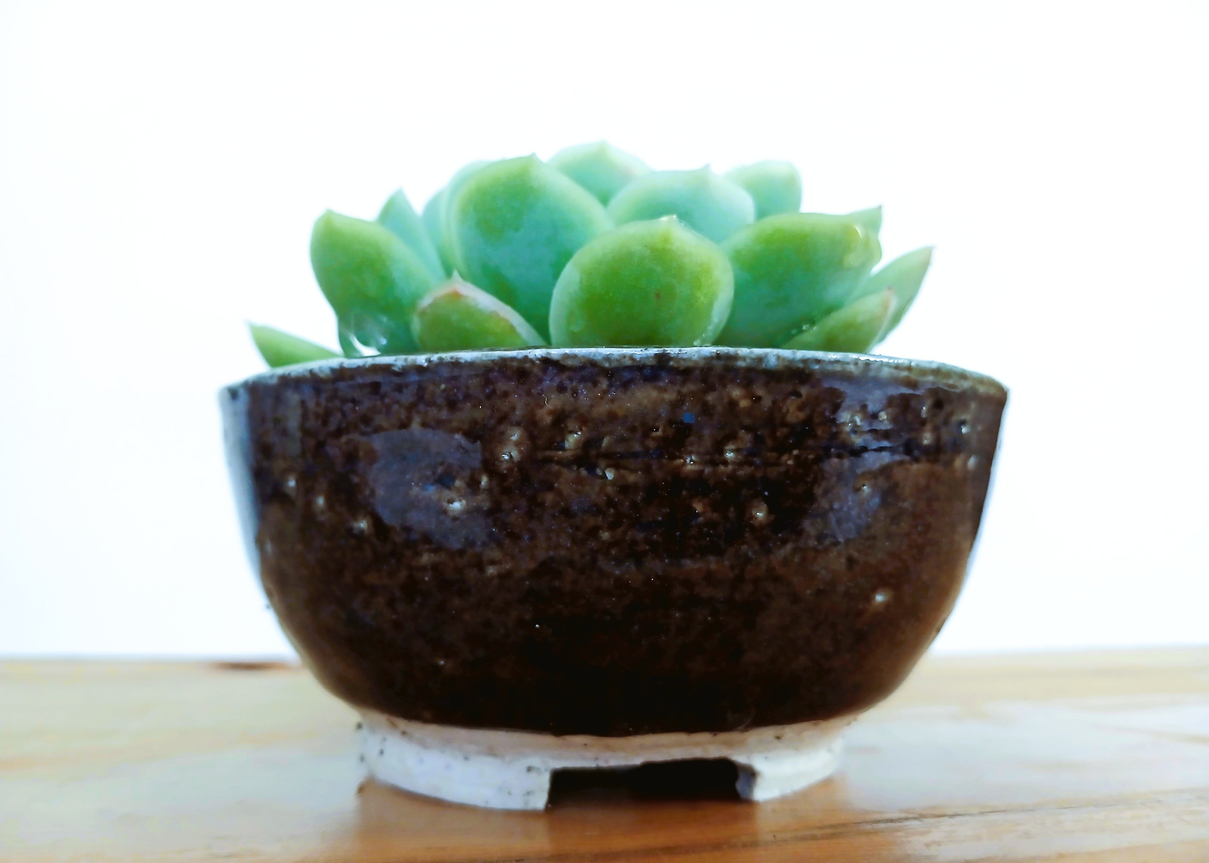 Encouraging Desk Buddies - Mexican Snowball — NZ Handmade Ceramic Pot - The Plant Warehouse NZ