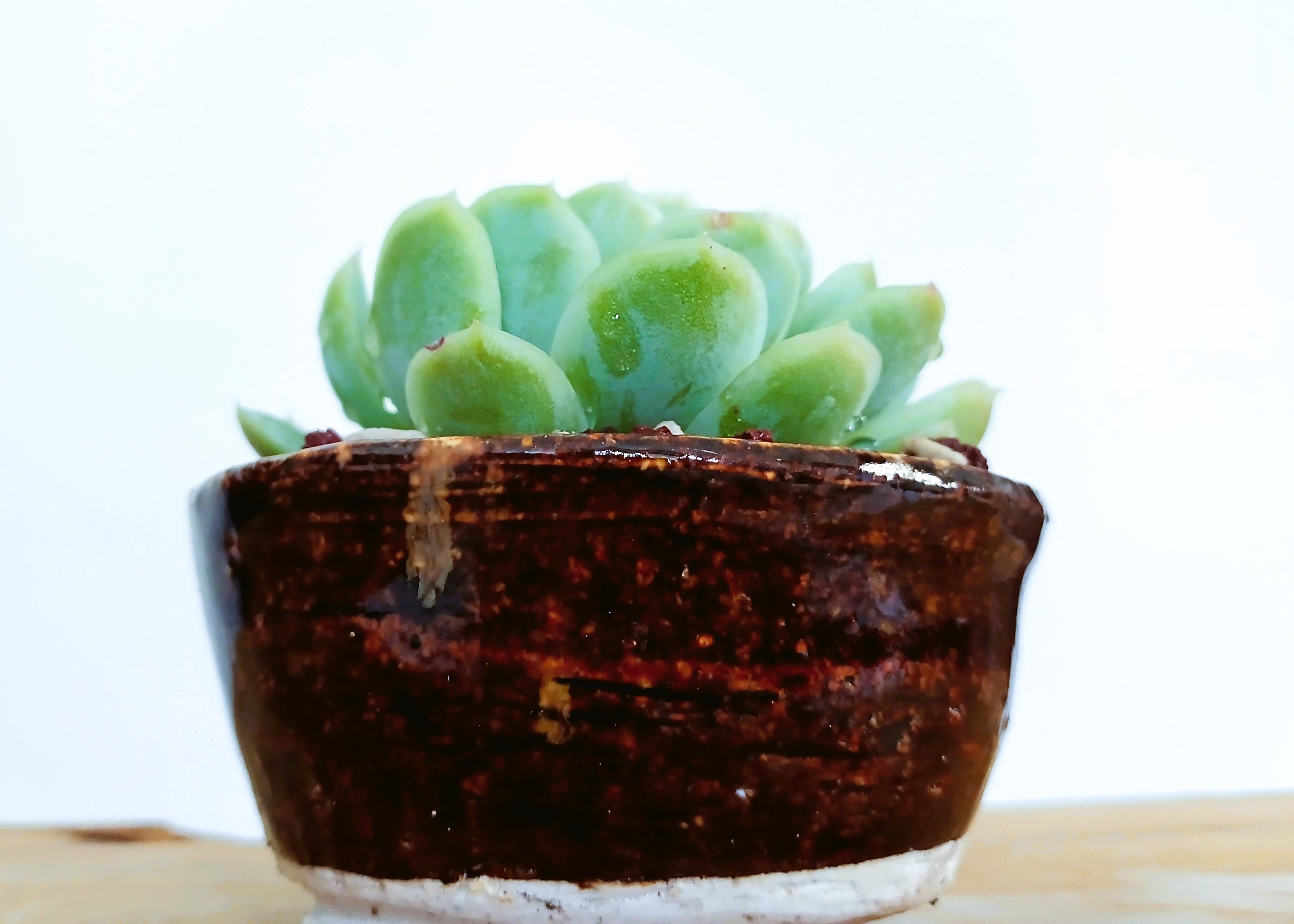 Encouraging Desk Buddies - Mexican Snowball — NZ Handmade Ceramic Pot - The Plant Warehouse NZ