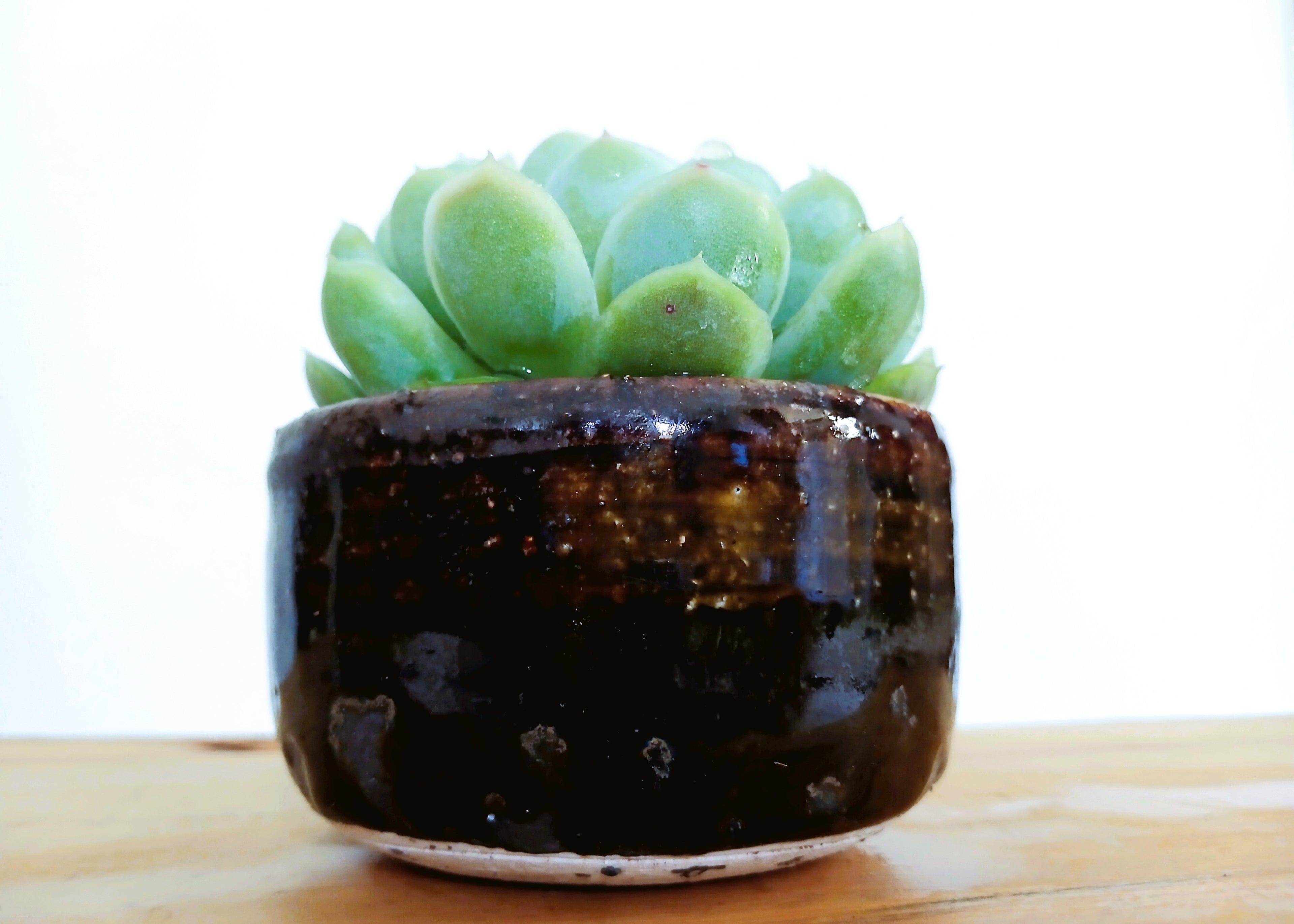 Encouraging Desk Buddies - Mexican Snowball — NZ Handmade Ceramic Pot - The Plant Warehouse NZ