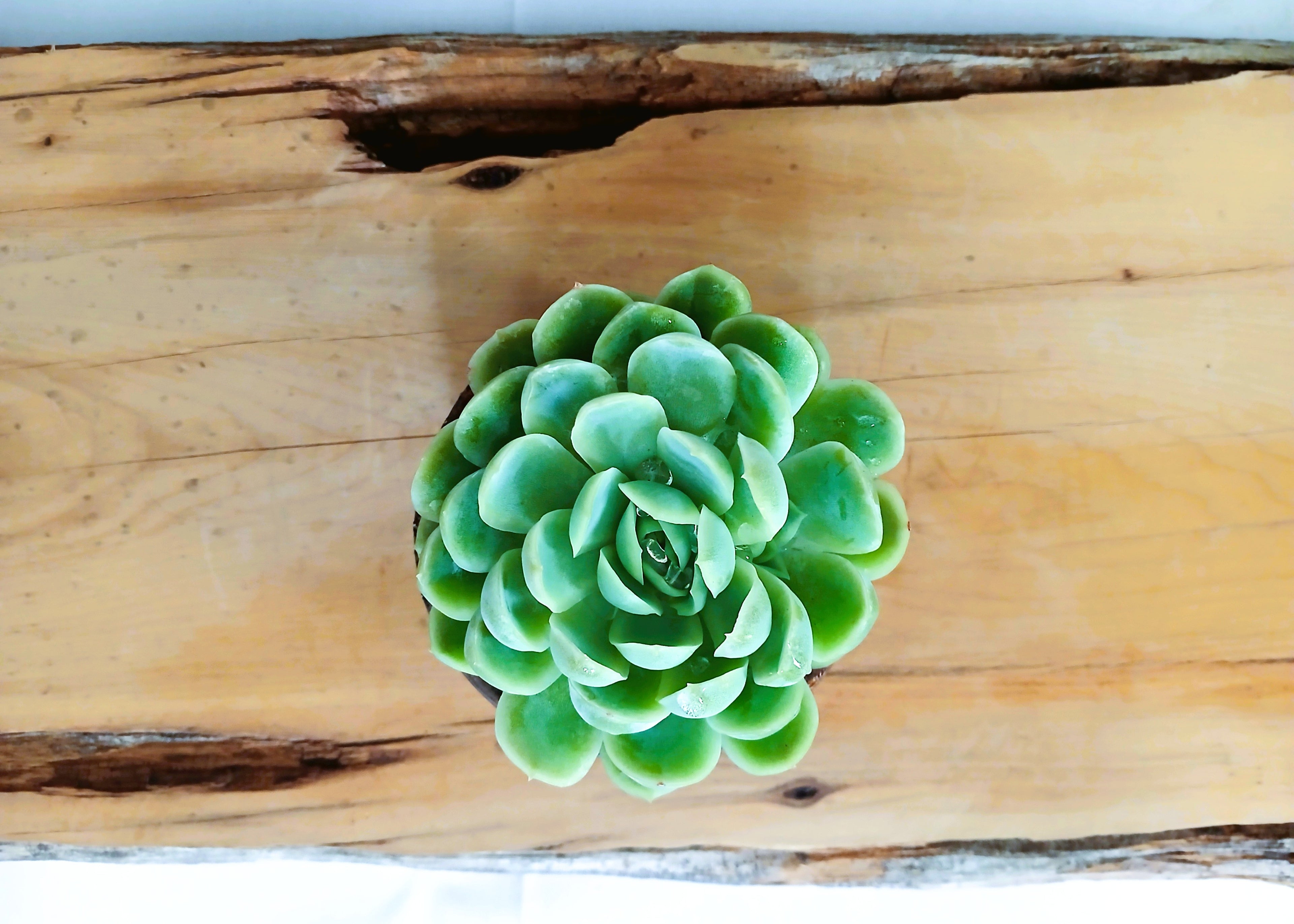 Encouraging Desk Buddies - Mexican Snowball — NZ Handmade Ceramic Pot - The Plant Warehouse NZ